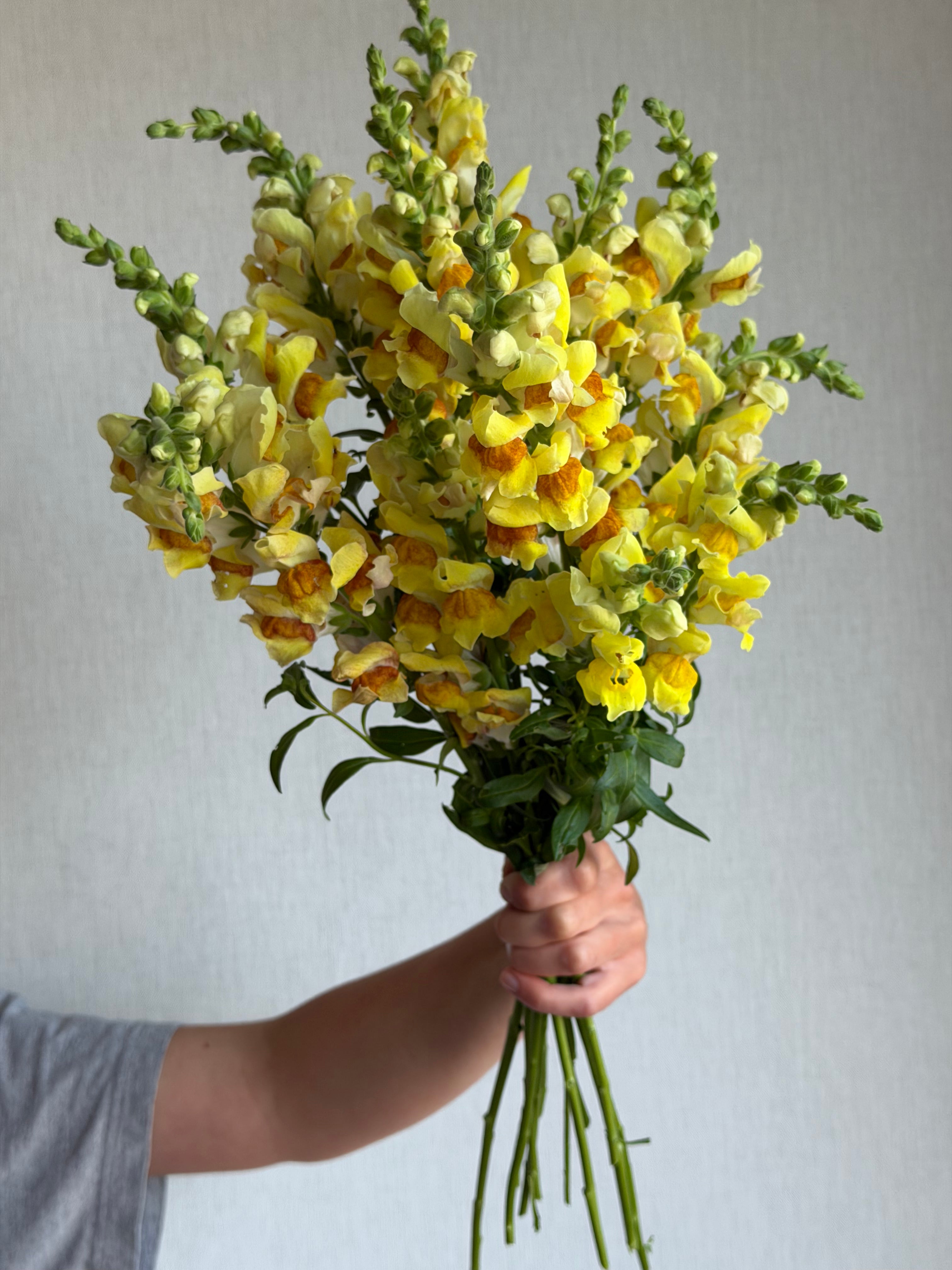 Antirrhinum Avignon Bicolor Yellow - FluffyFlower