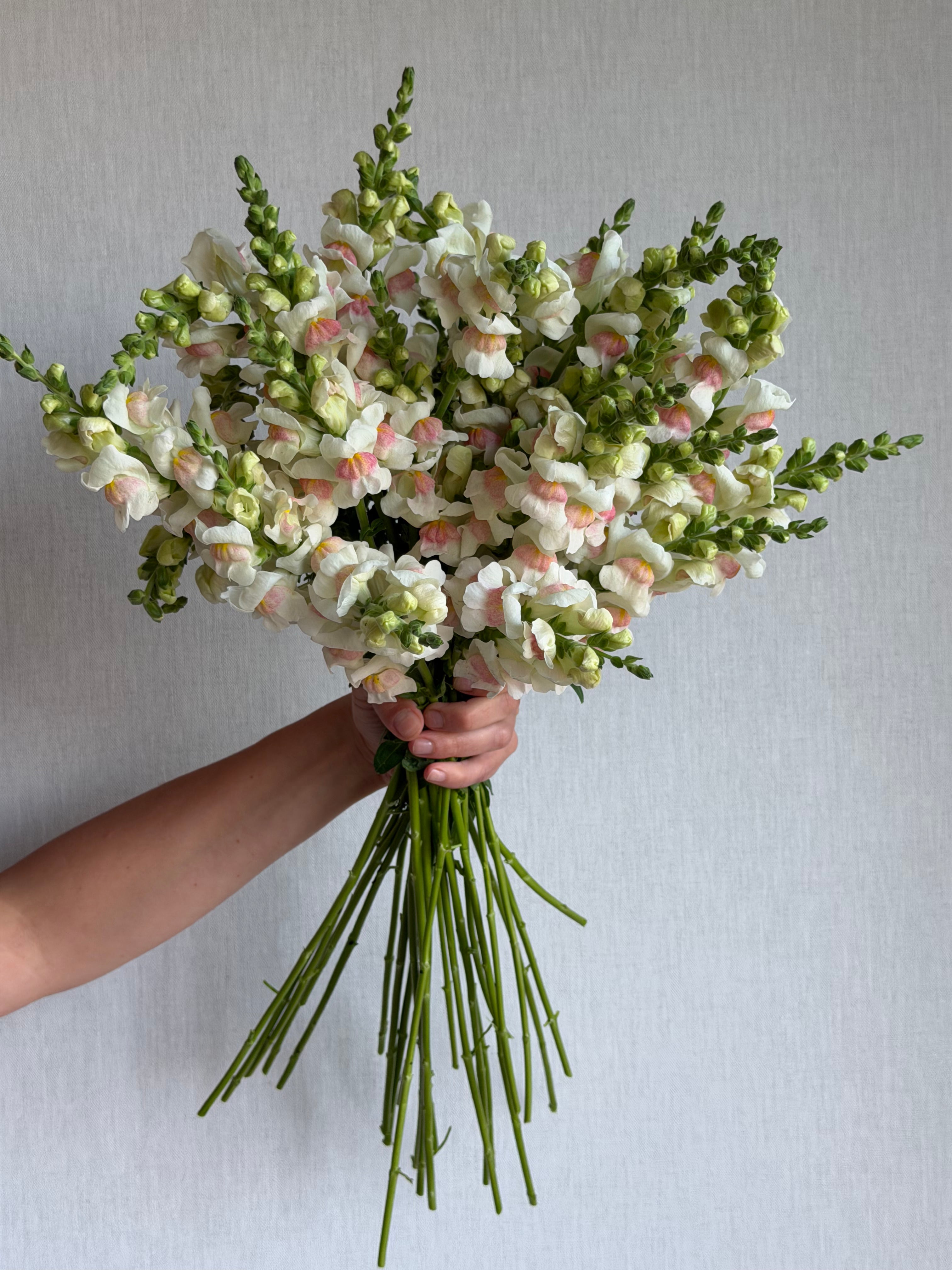 Antirrhinum Potomac Appleblossom-FluffyFlower