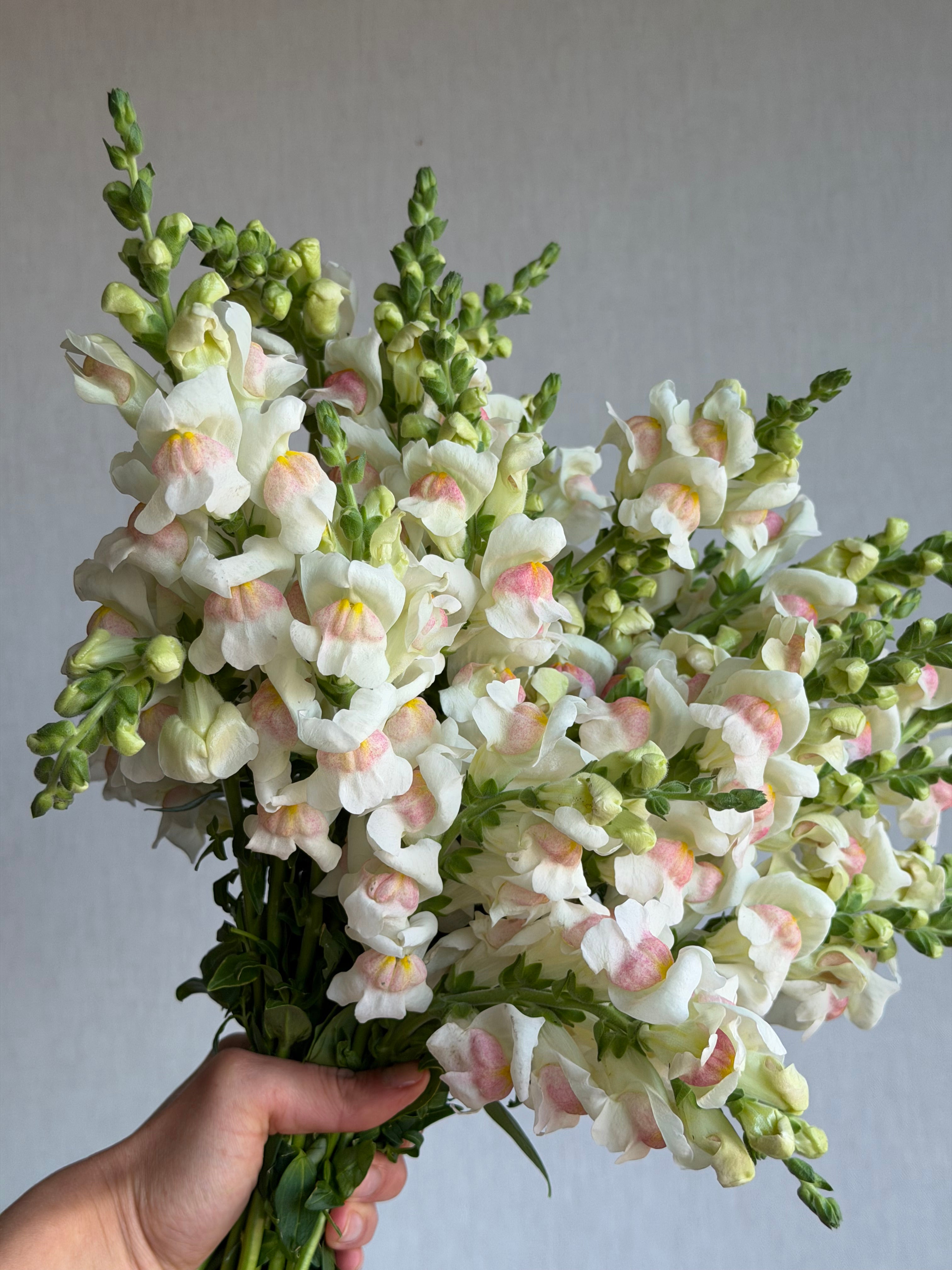 Antirrhinum Potomac Appleblossom-FluffyFlower