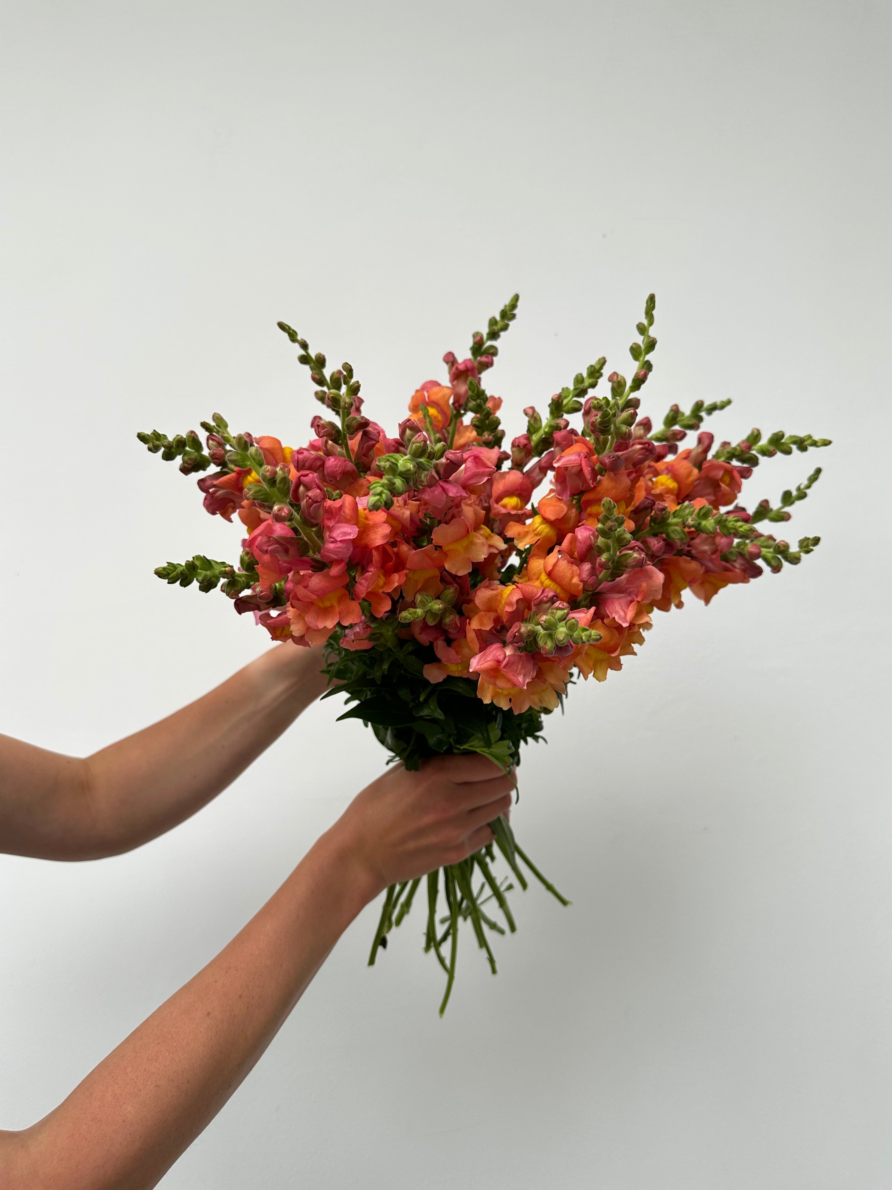 Antirrhinum-majus-Rocket-Bronze-FluffyFlower