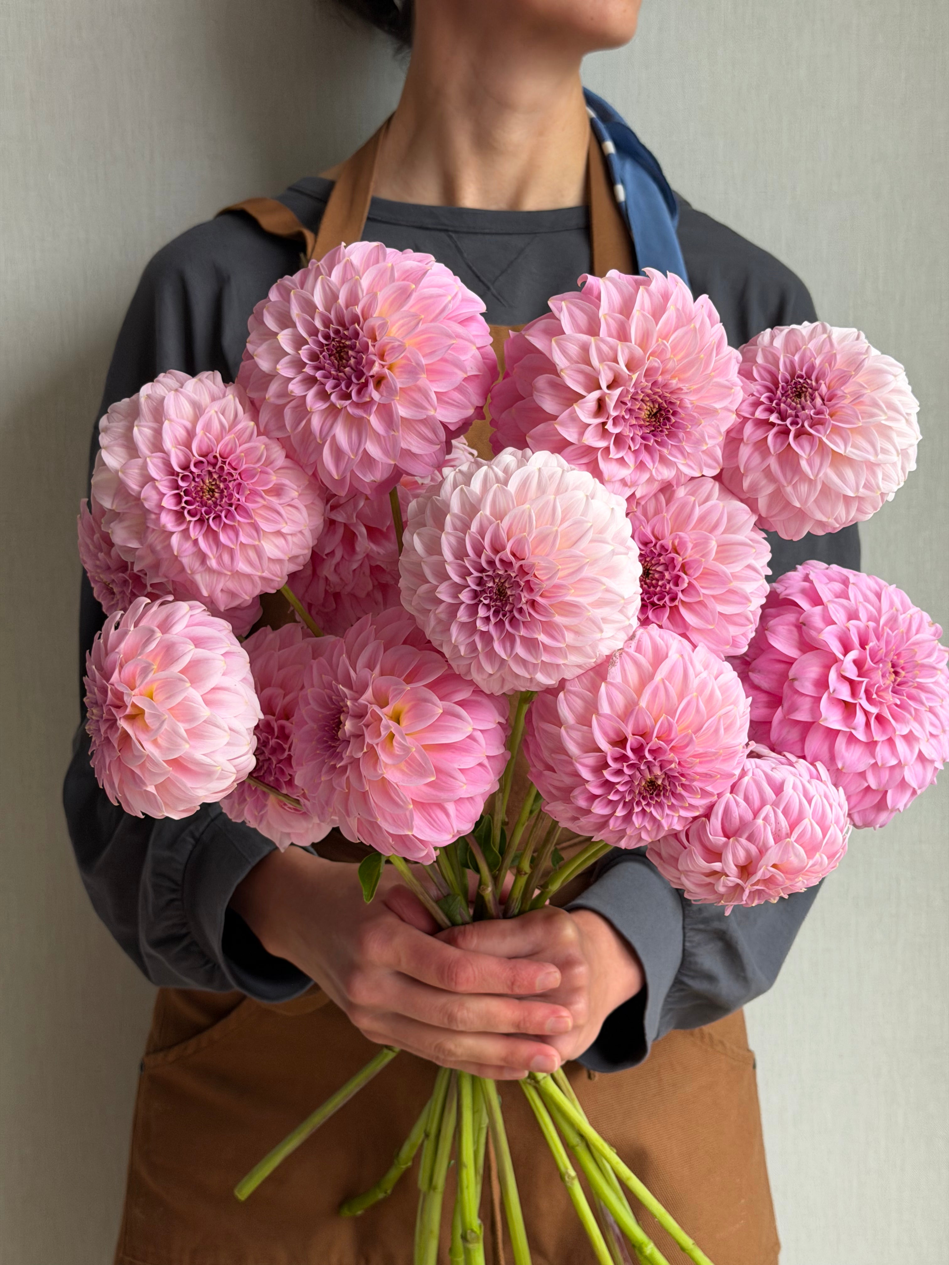 Dahlia Araluen Leatrice_FluffyFlower