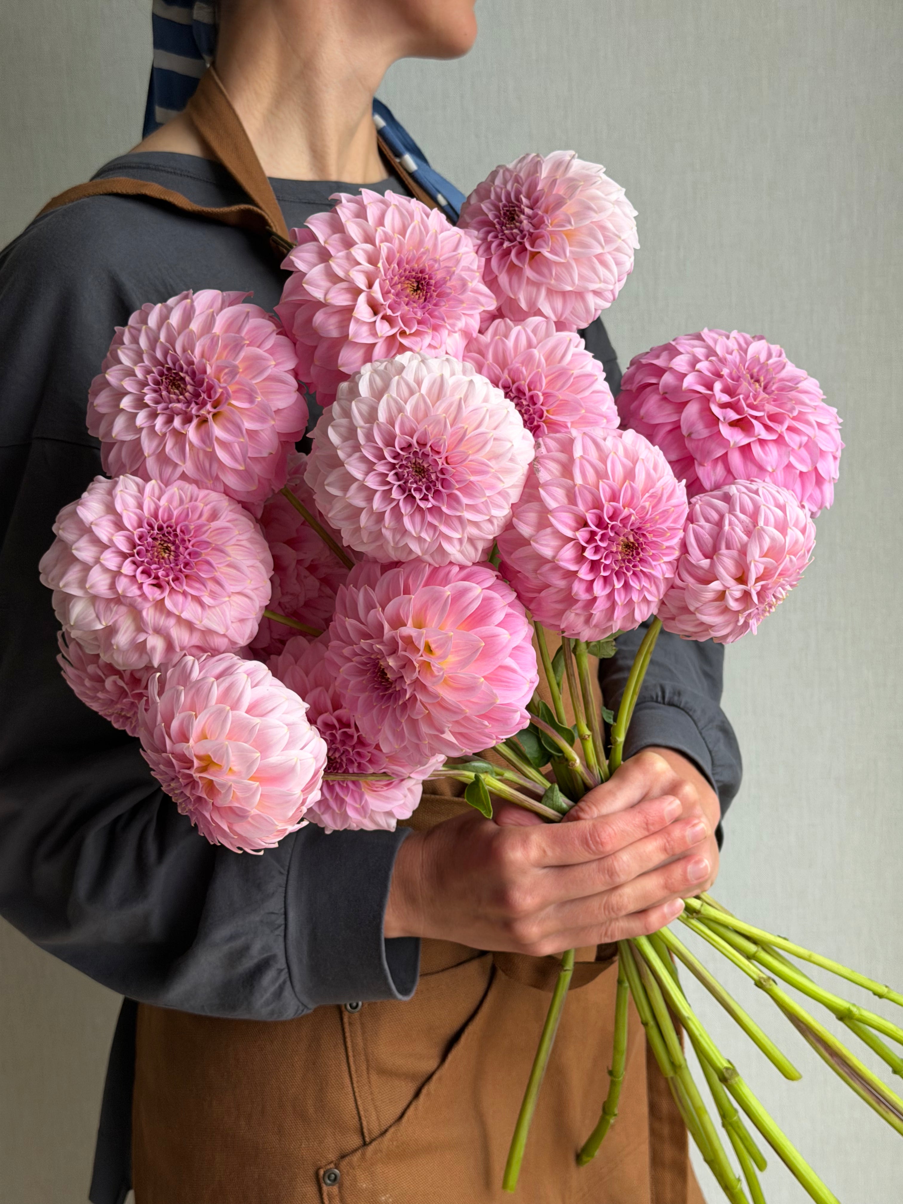 Dahlia Araluen Leatrice_FluffyFlower