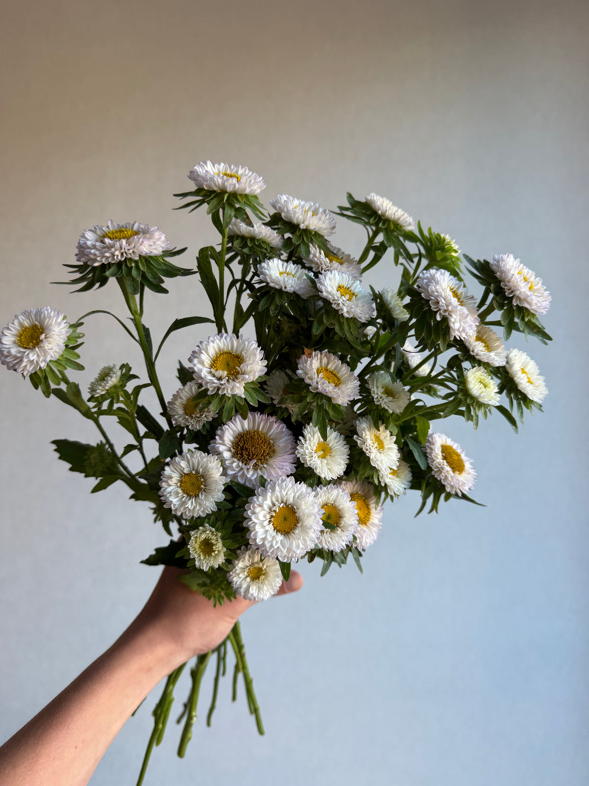 Aster Matsumoto White Tipped Blue_FluffyFlower