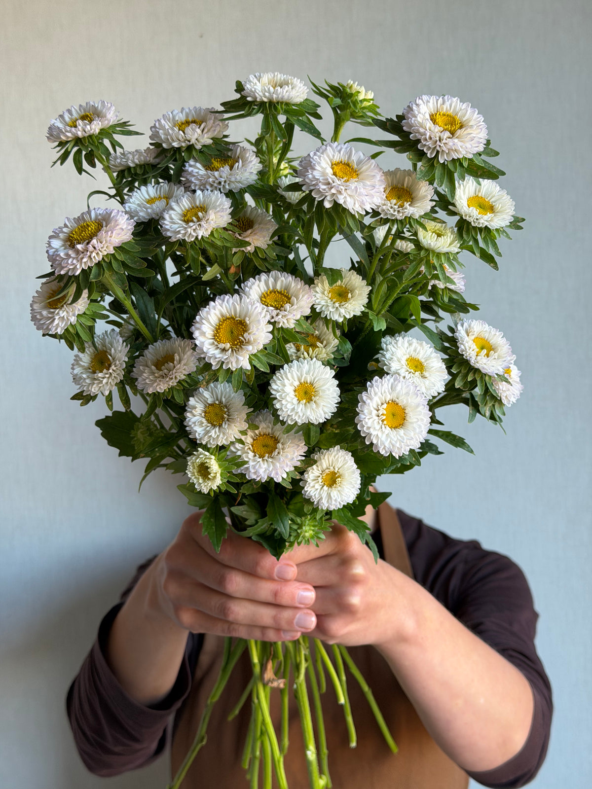 Aster Matsumoto White Tipped Blue_FluffyFlower