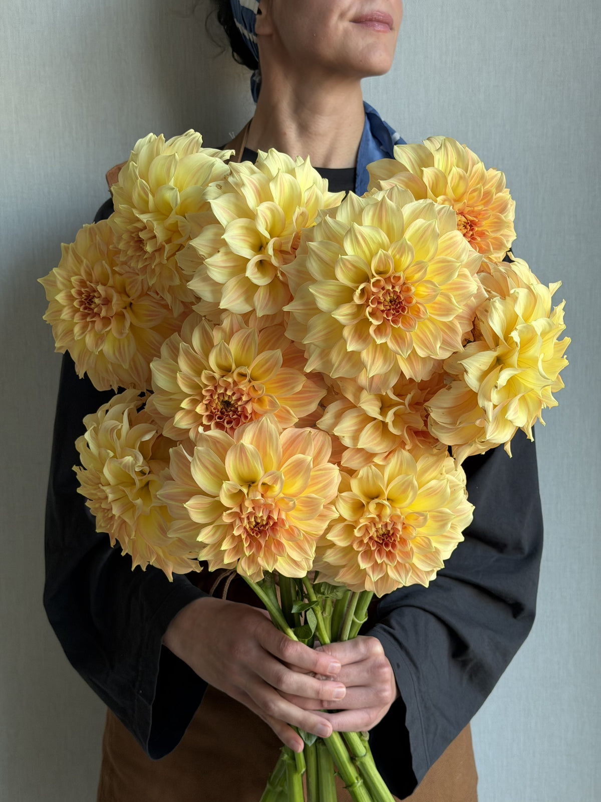 Dahlia Bracken Glenda