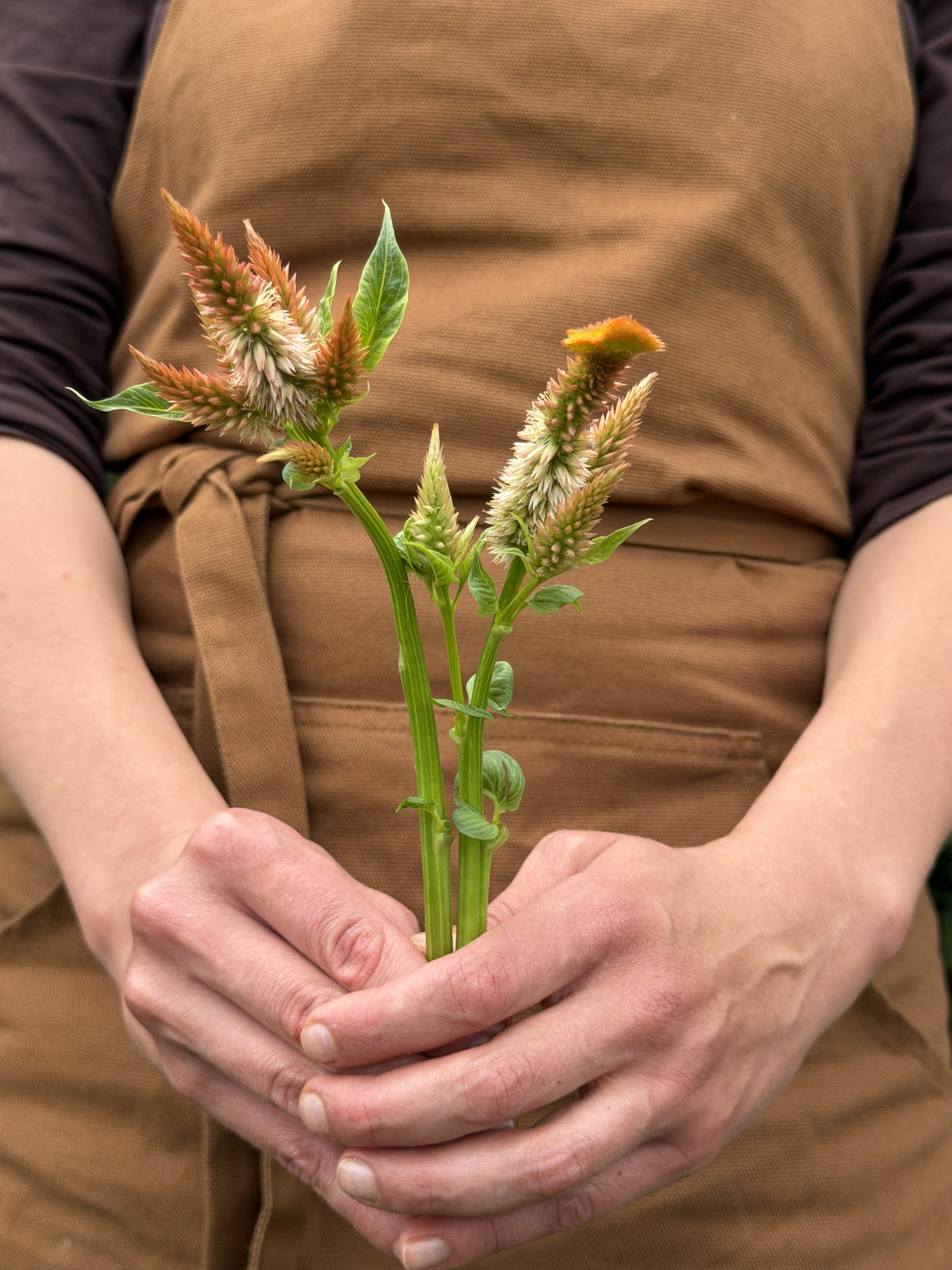 Celosia Celway Terracotta-FluffyFlower