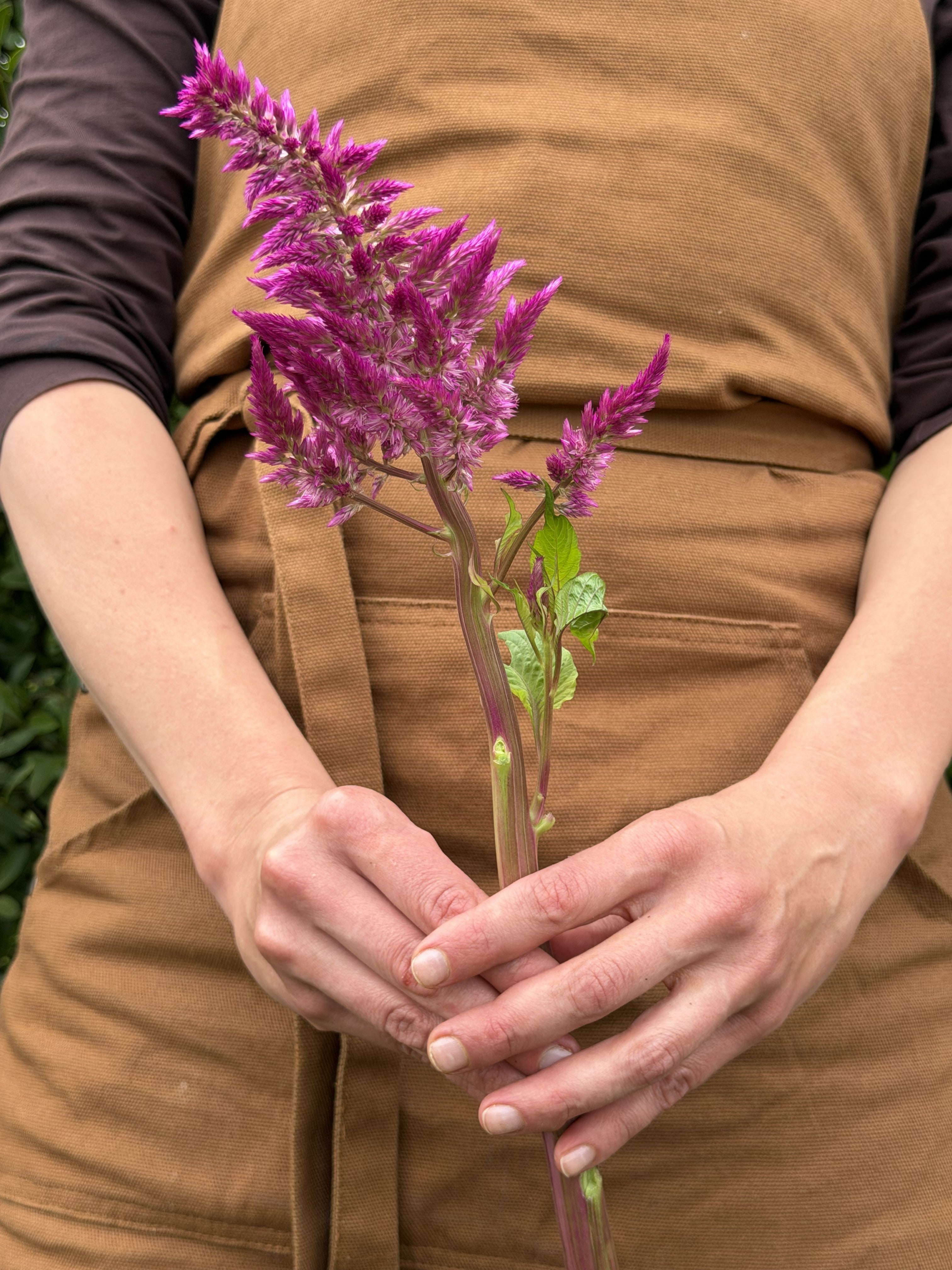 Celosia Sangria Mix-FluffyFlower