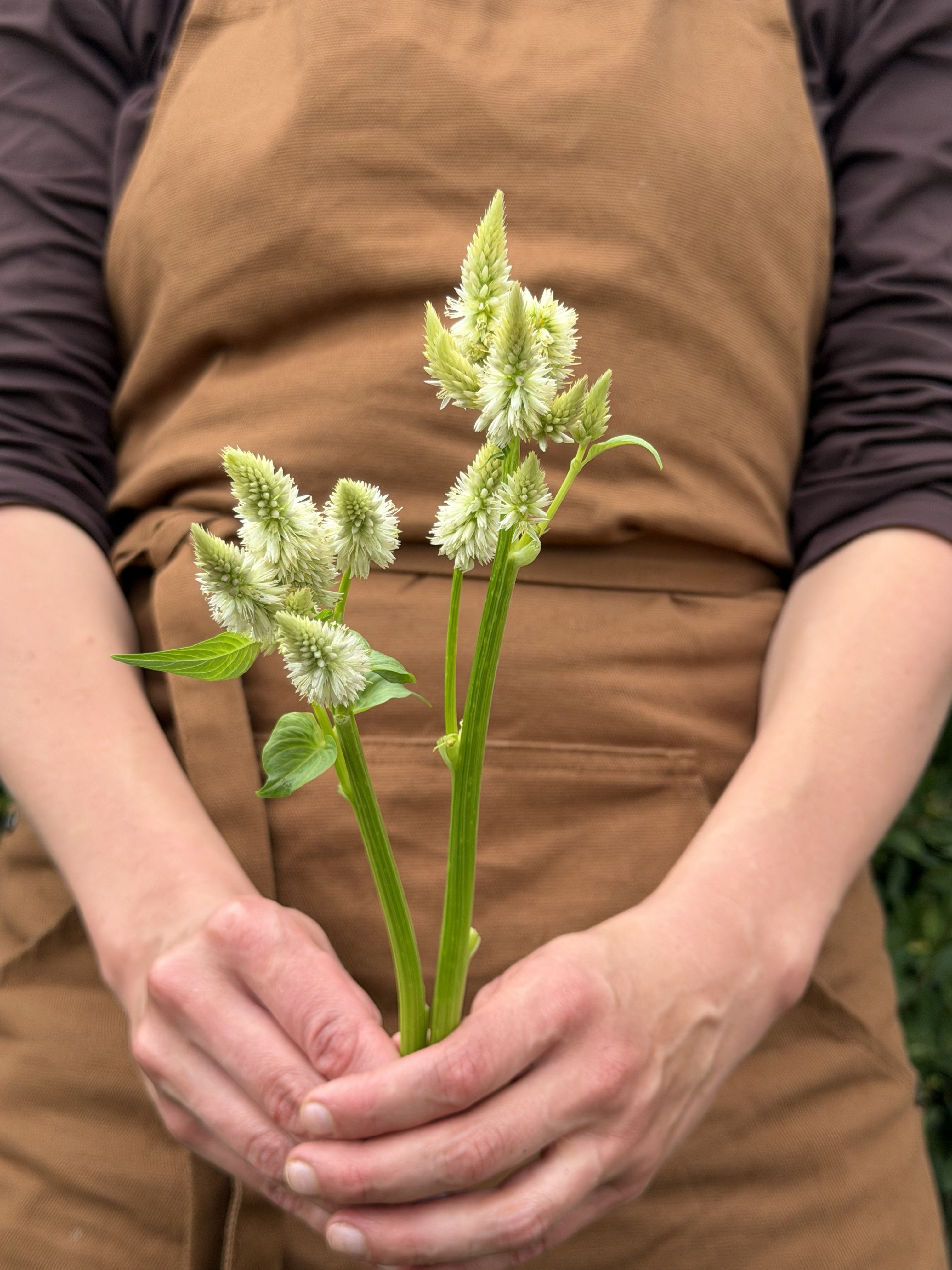 Celosia Celway White-FluffyFlower