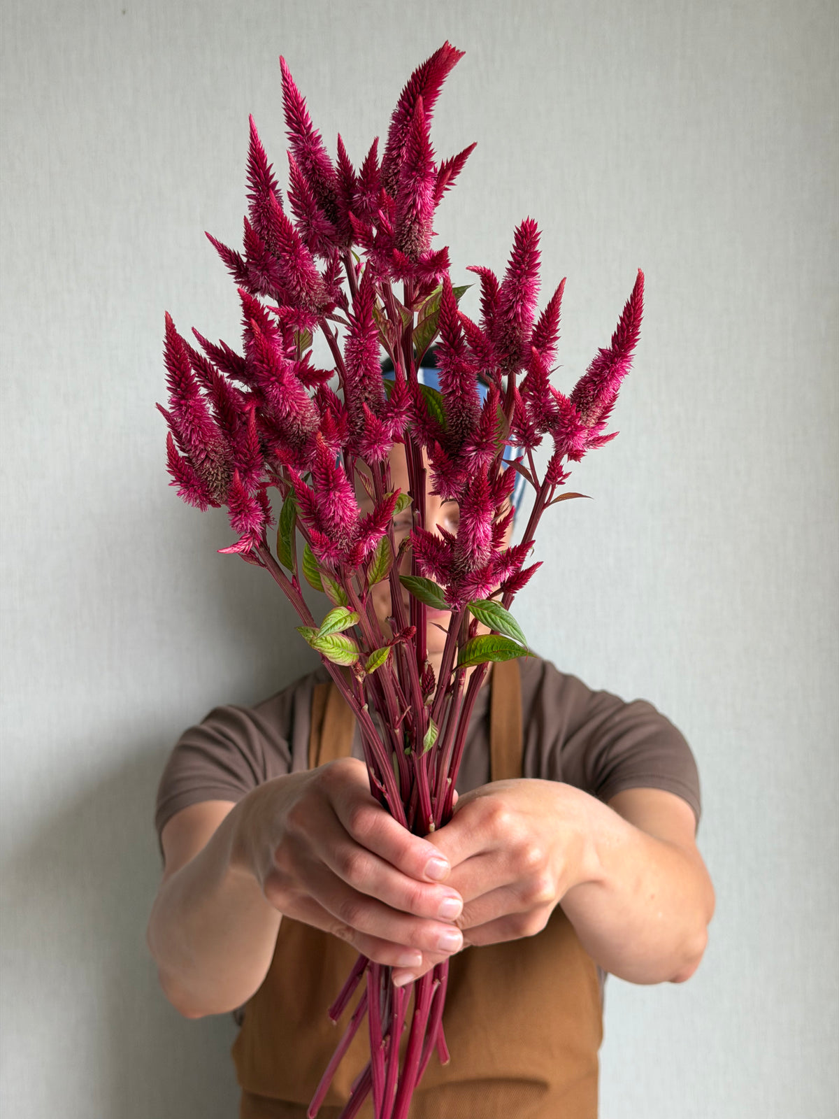 Celosia Celway Red - Fluffy Flower