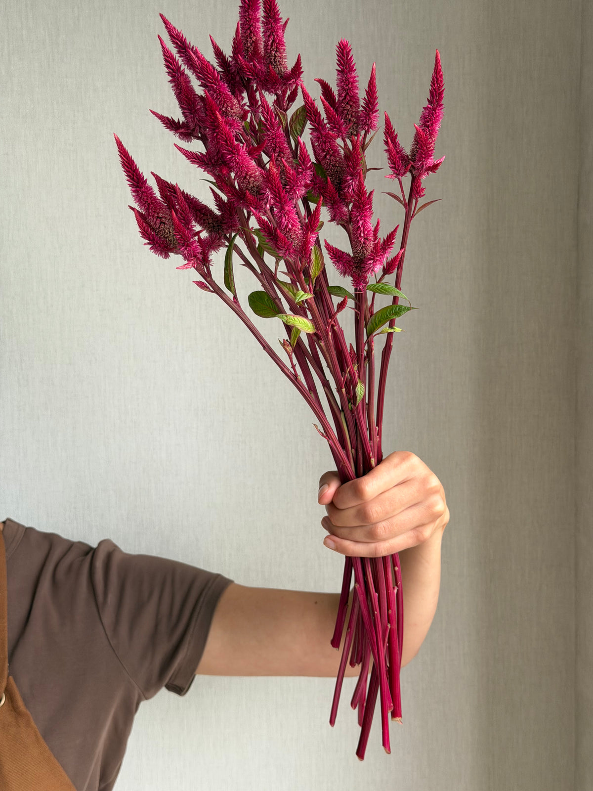 Celosia Celway Red - Fluffy Flower