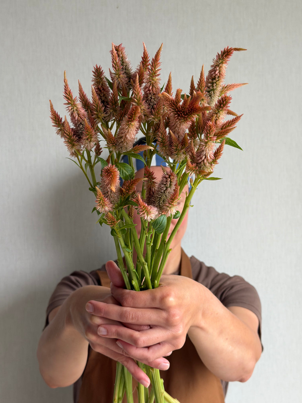 Celosia Celway Terracotta-FluffyFlower