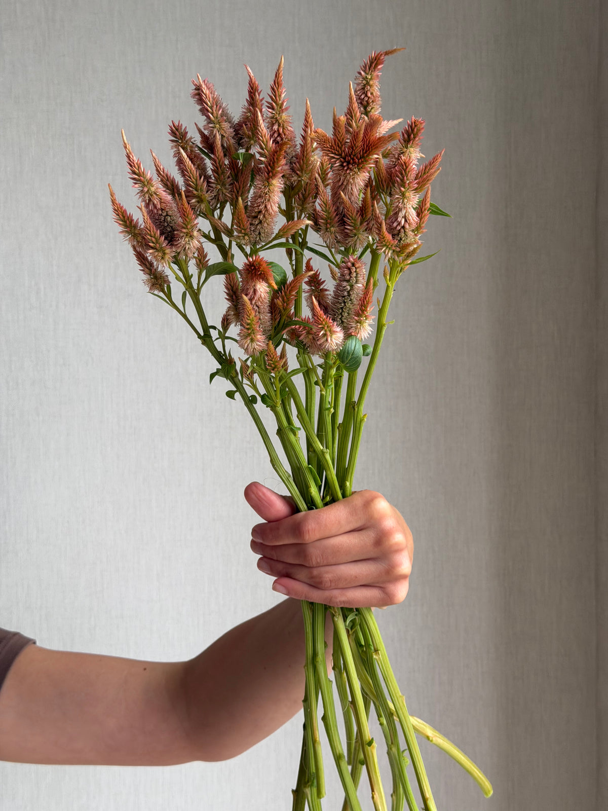 Celosia Celway Terracotta-FluffyFlower