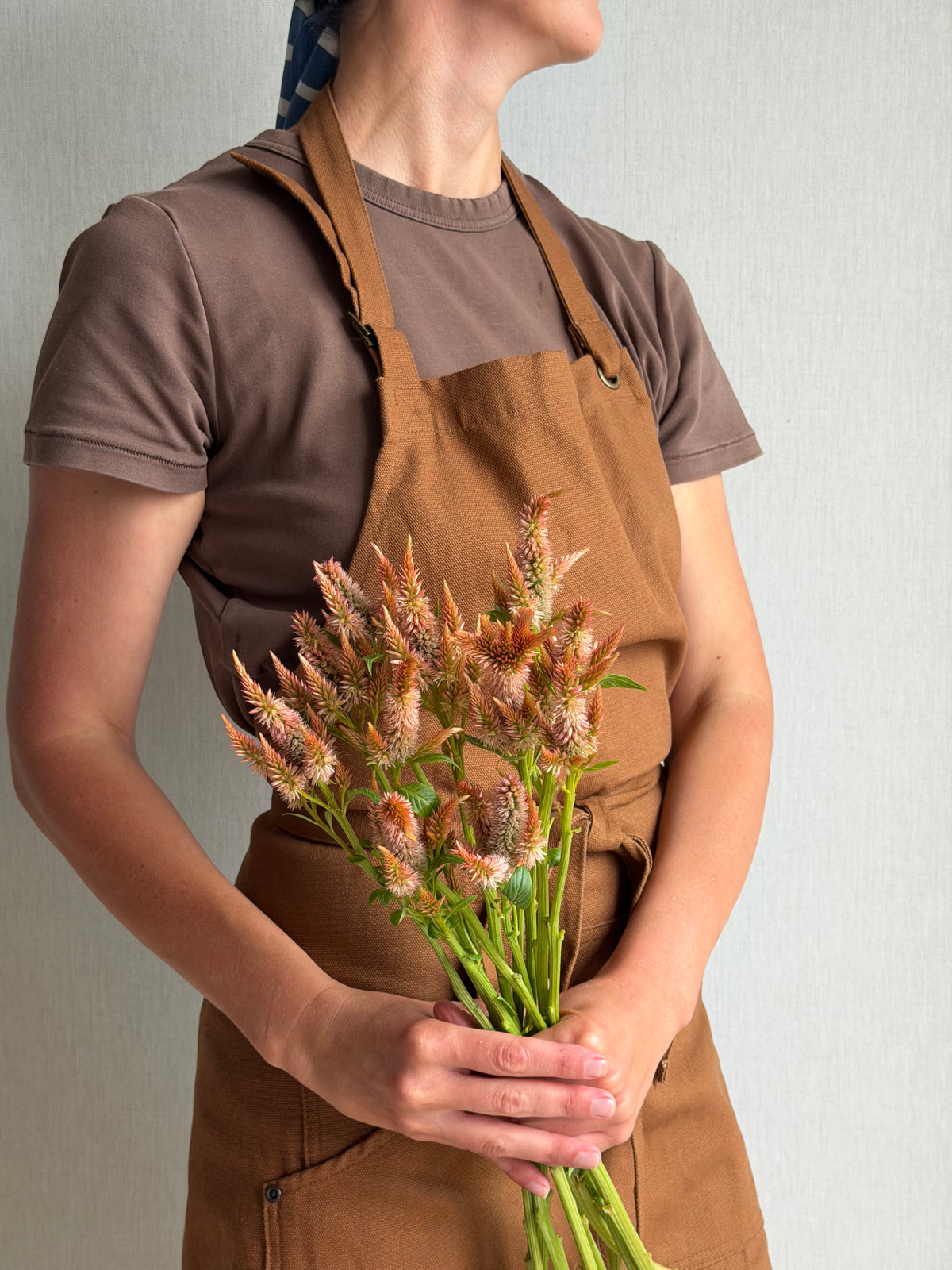 Celosia Celway Terracotta-FluffyFlower