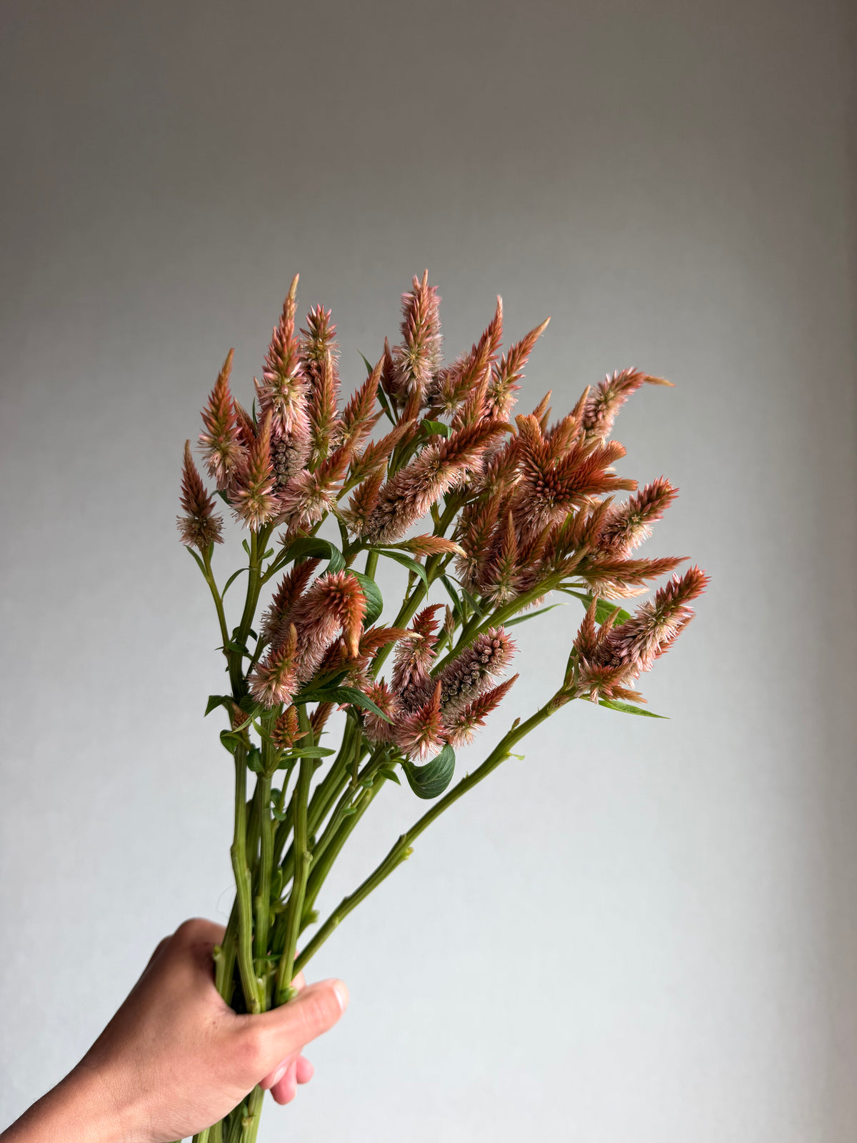 Celosia Celway Terracotta-FluffyFlower