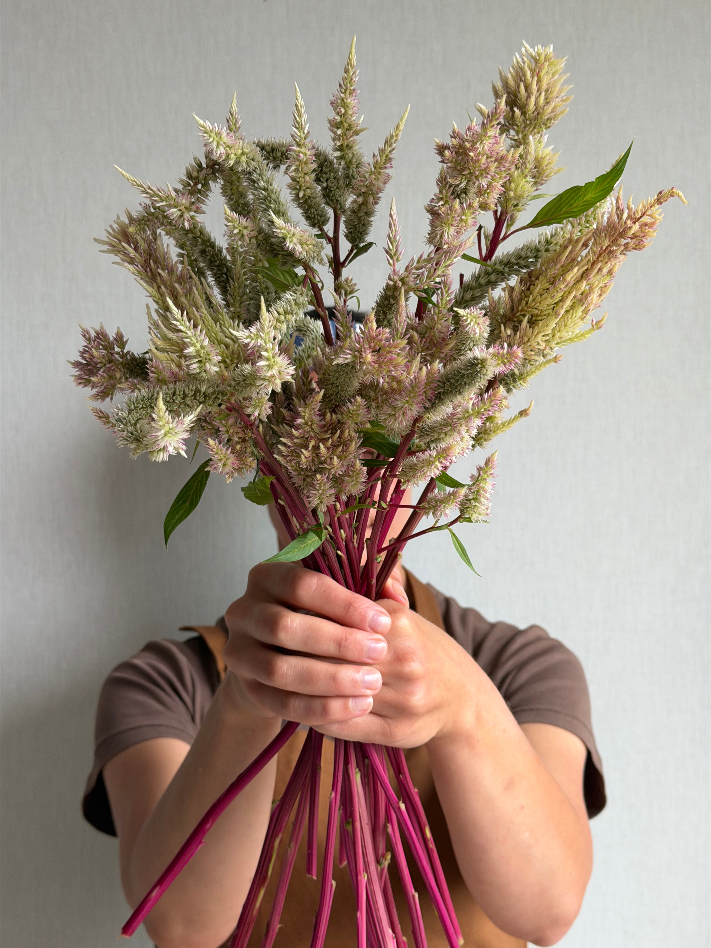Celosia Rose Gold - Fluffy Flower