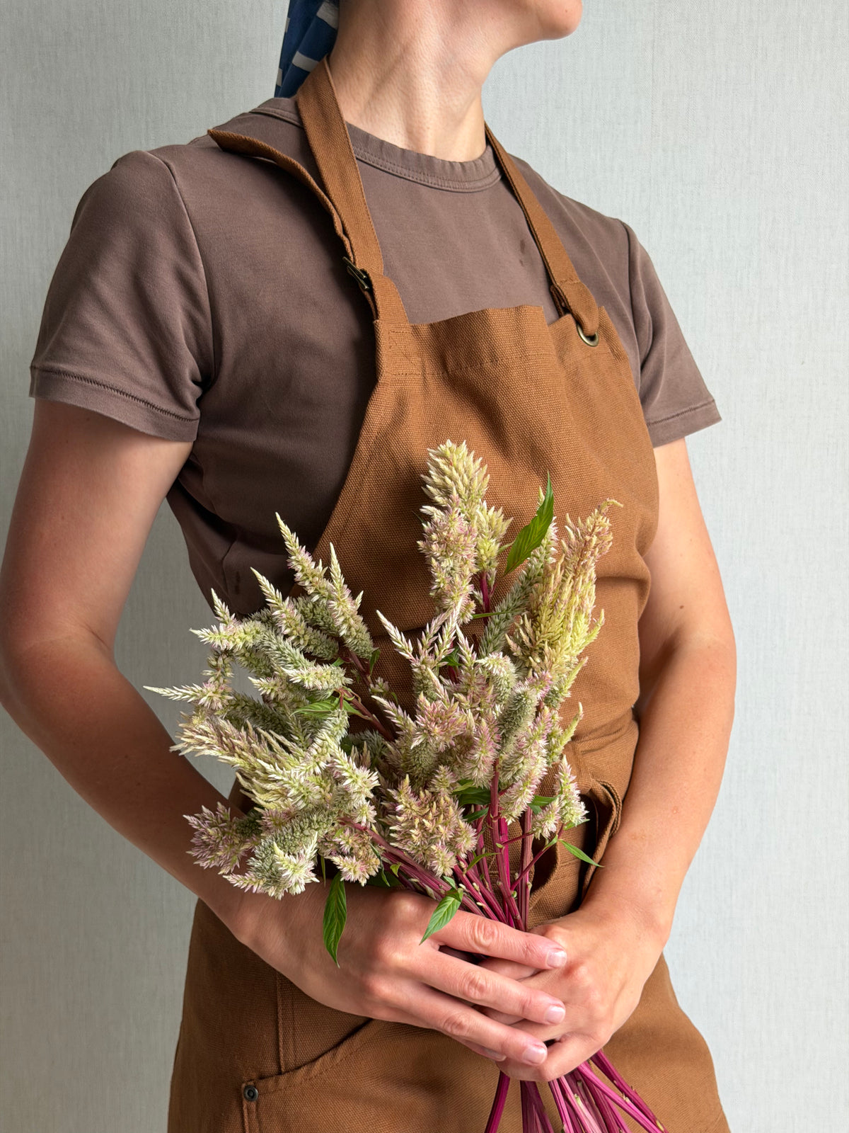 Celosia Rose Gold - Fluffy Flower