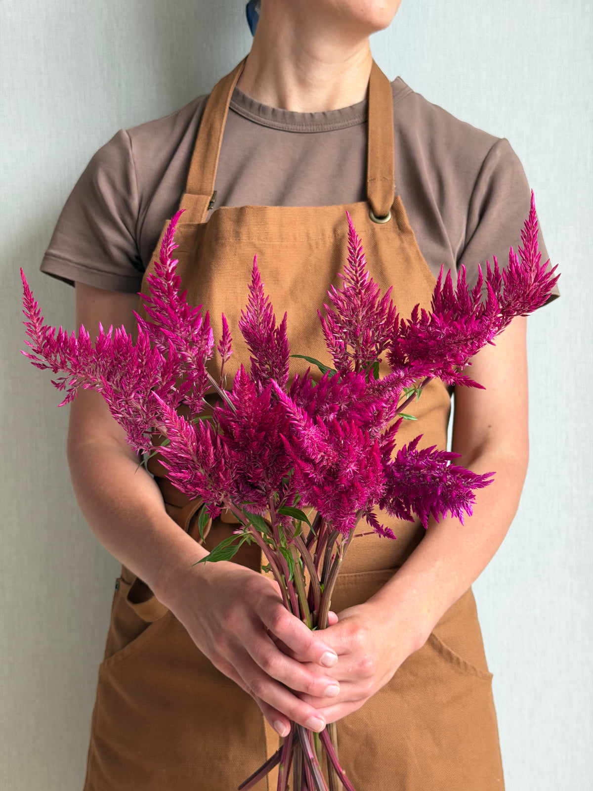 Celosia Sangria Mix-FluffyFlower