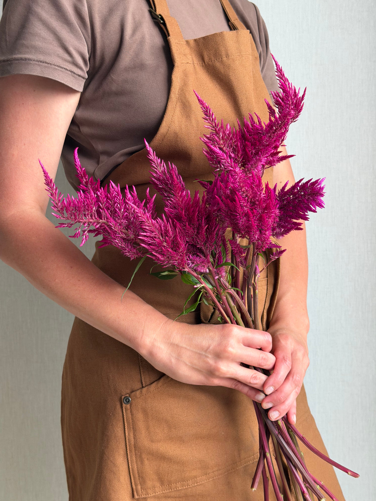 Celosia Sangria Mix-FluffyFlower