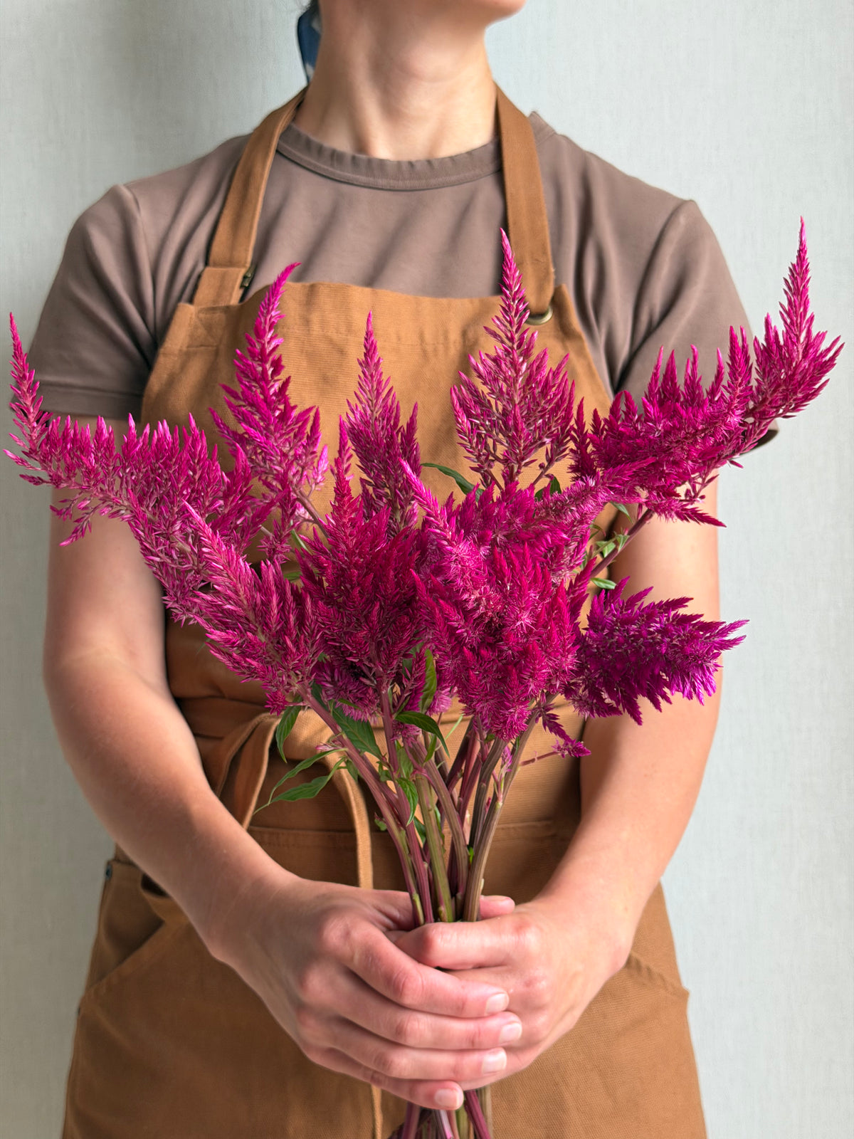 Celosia Sangria Mix-FluffyFlower