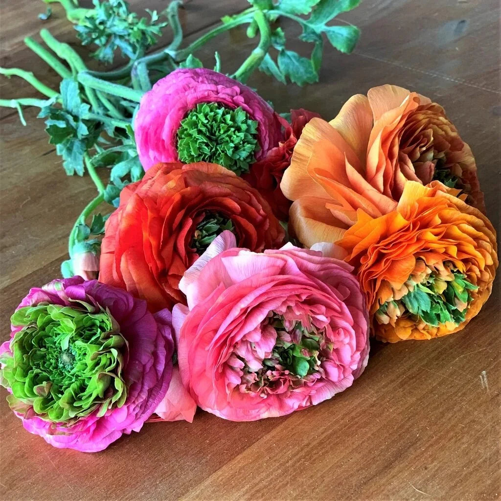 Ranunculus Festival Mix