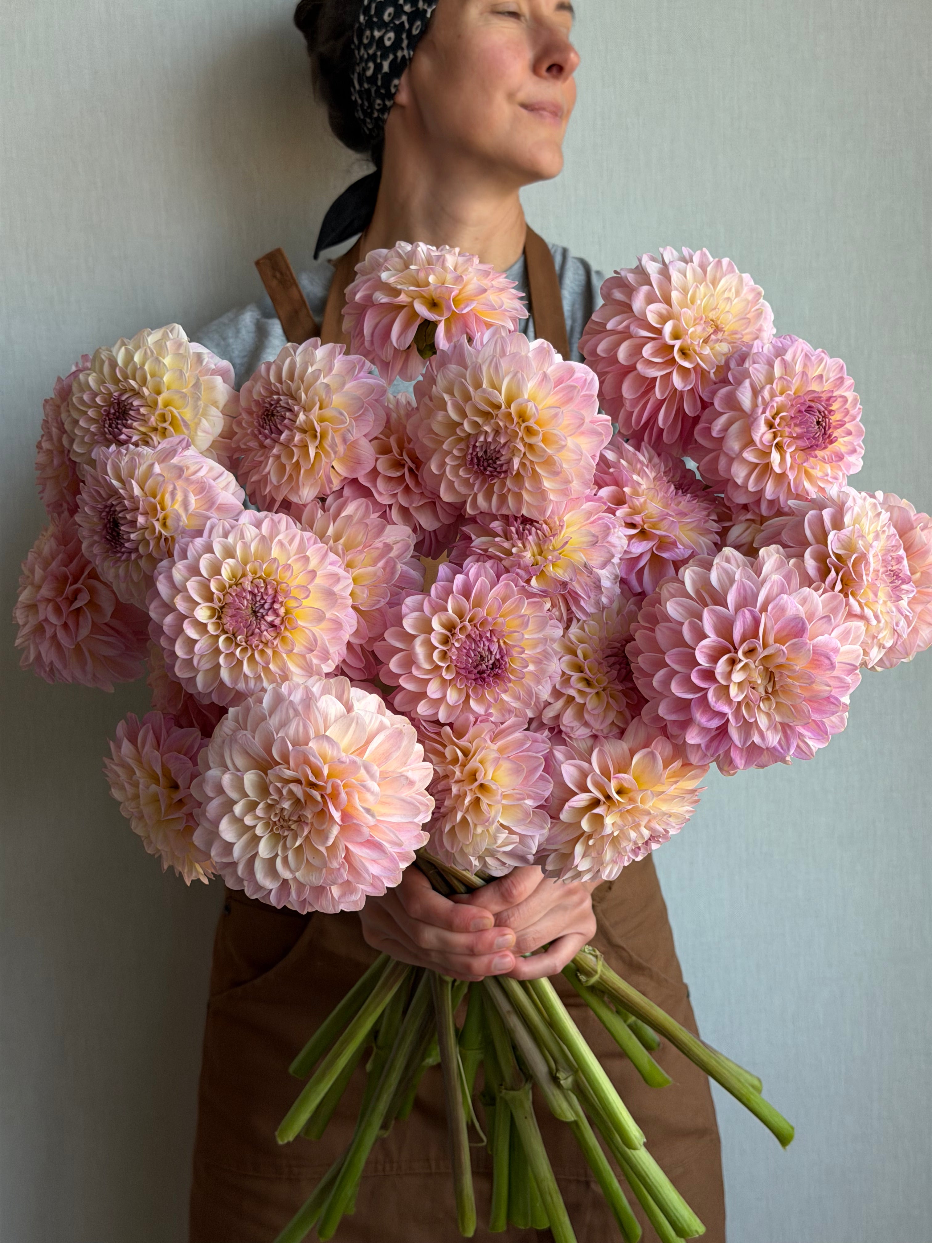 Dahlia Arnside Rose - FluffyFlower