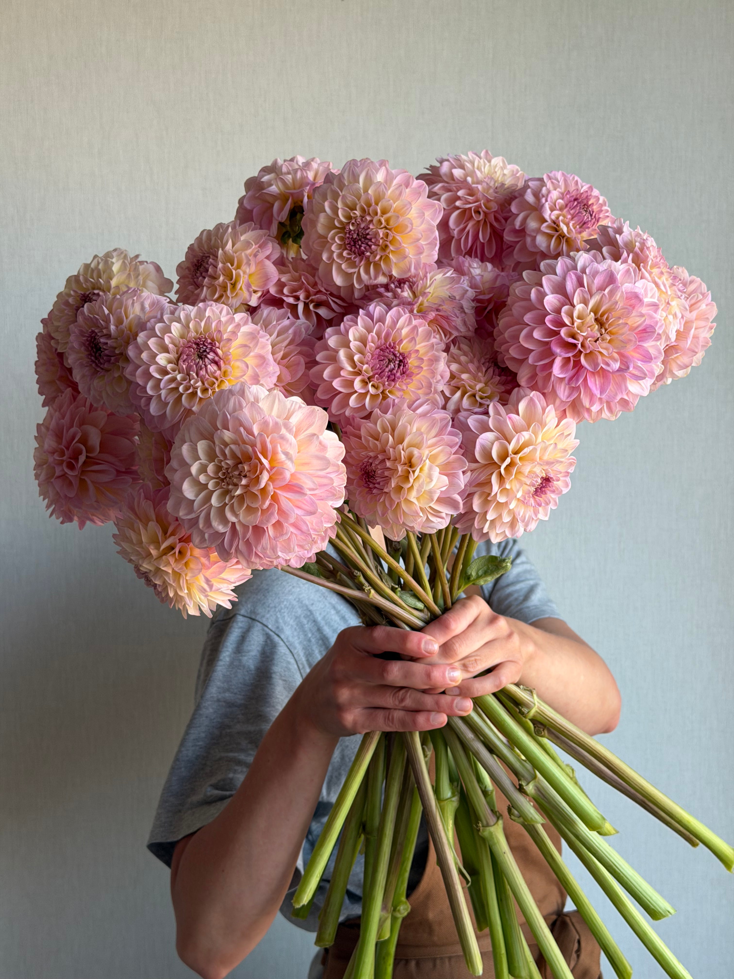 Dahlia Arnside Rose - FluffyFlower