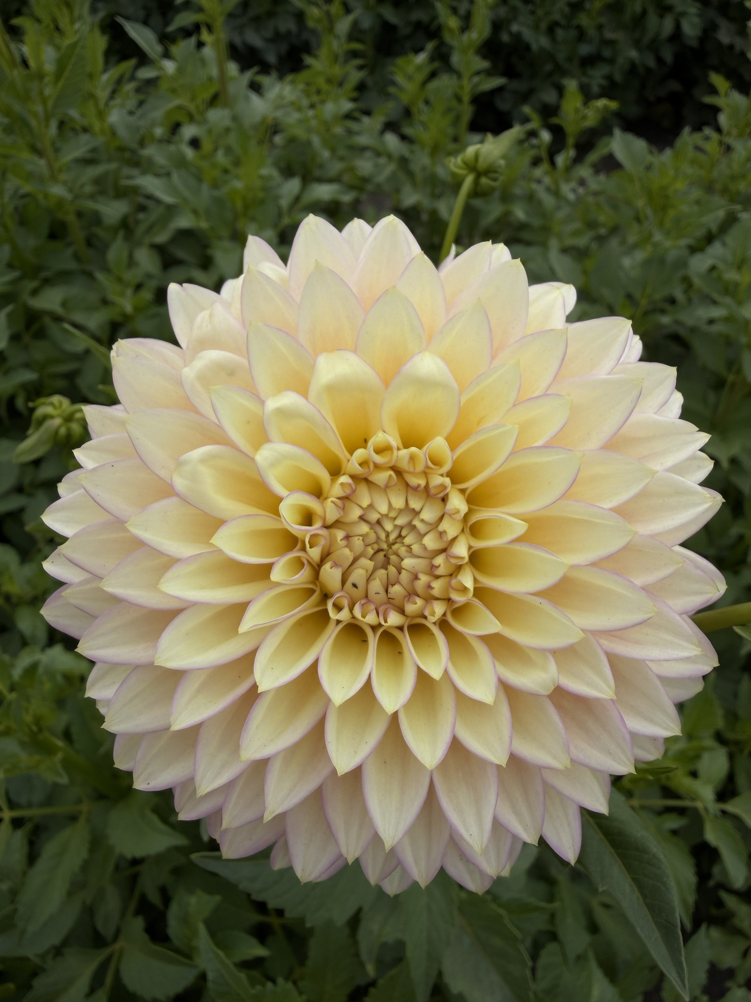 Dahlia Bloomquist Blush-FluffyFlower