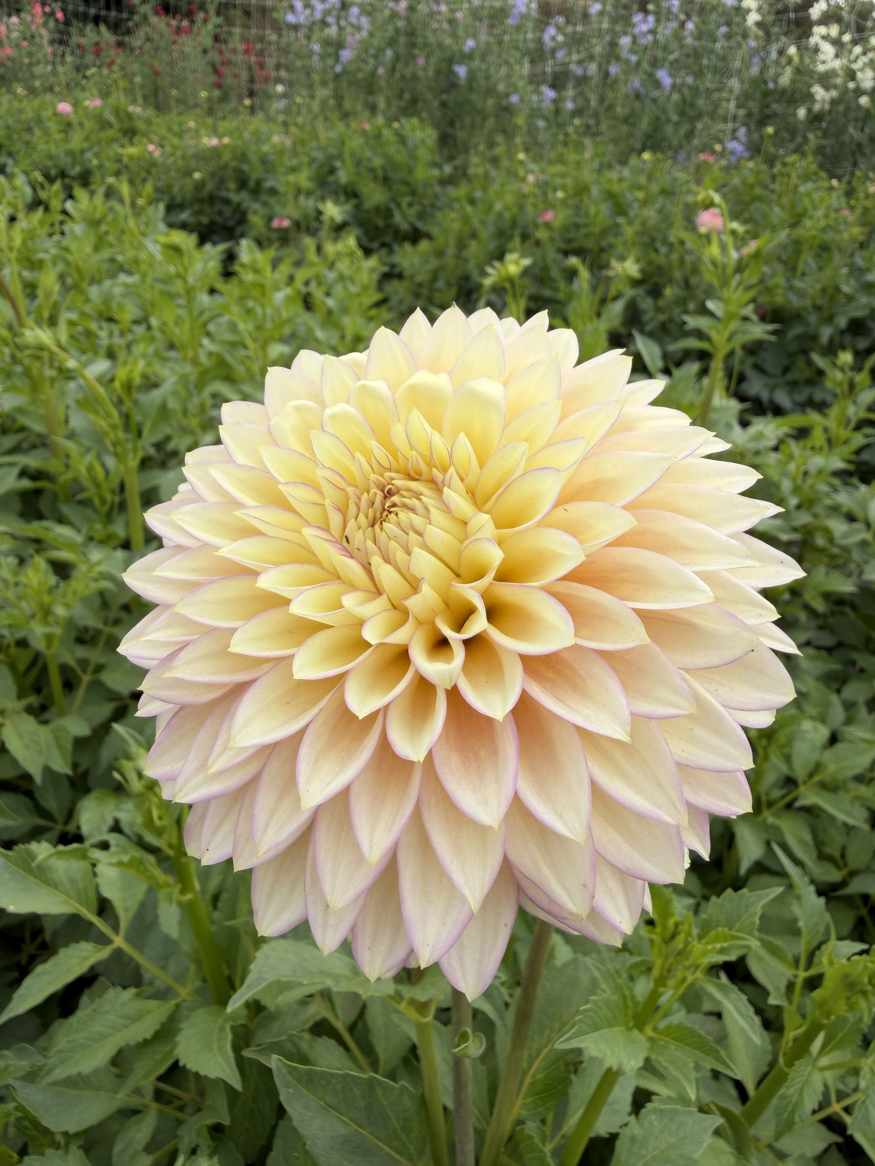 Dahlia Bloomquist Blush-FluffyFlower