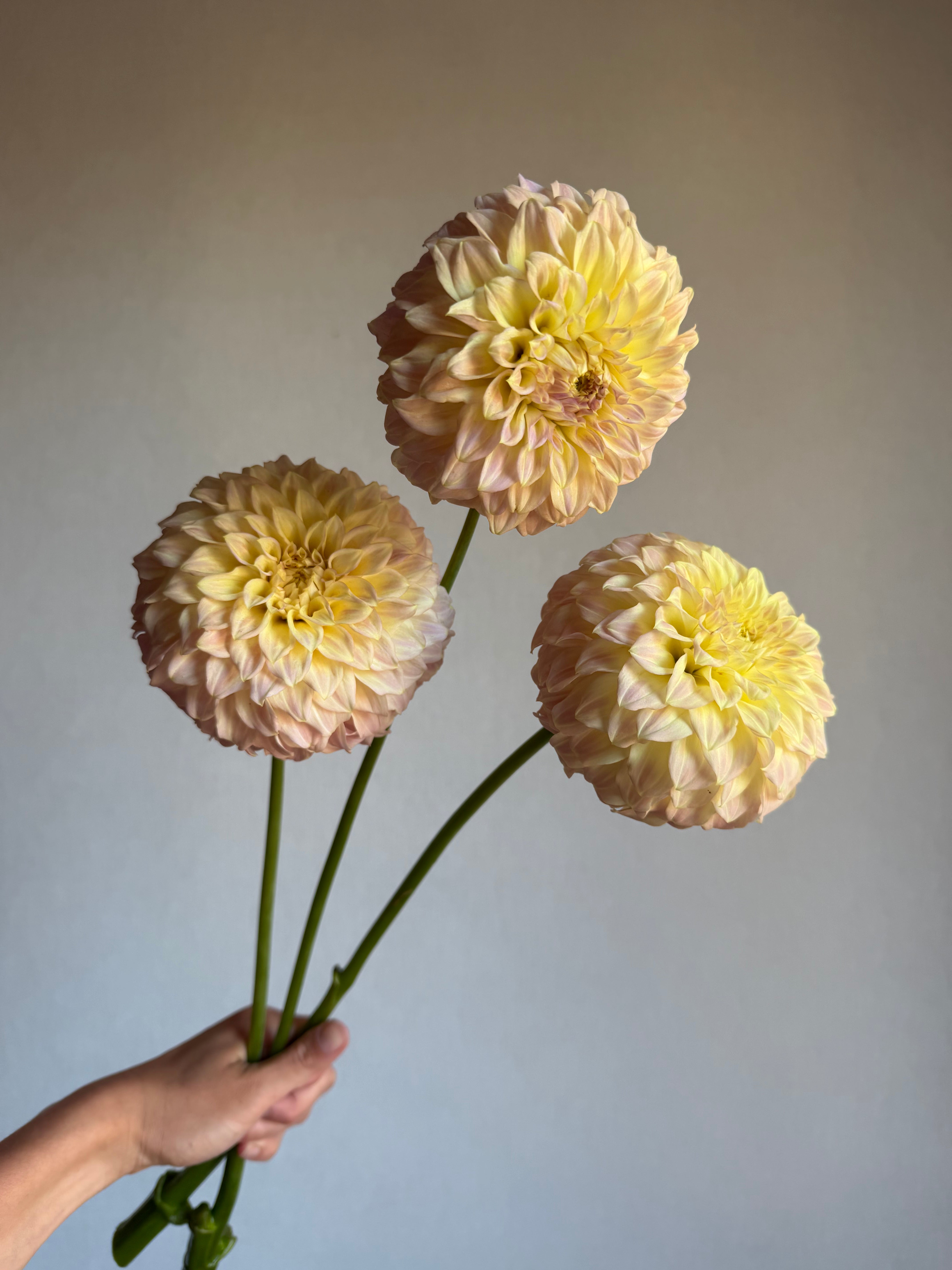 Dahlia Coorabell Astrid - FluffyFlower