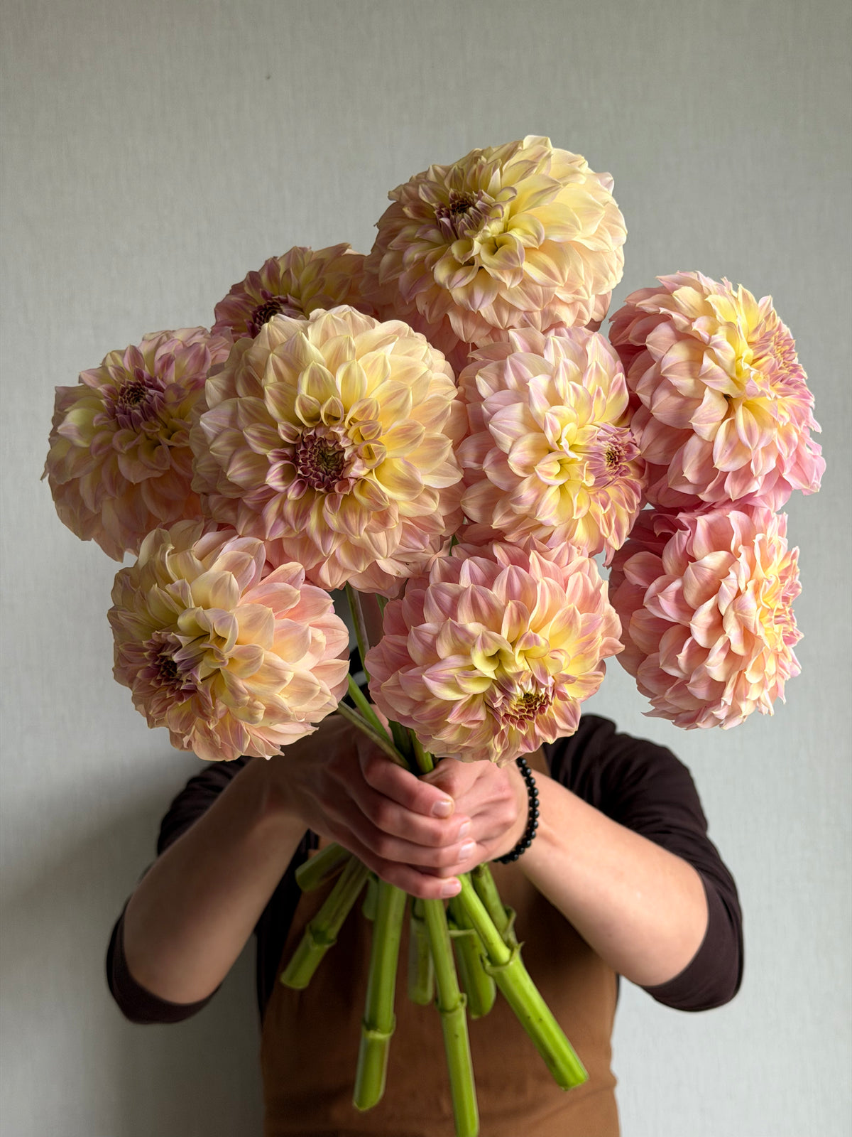 Dahlia Coorabell Astrid-FluffyFlower
