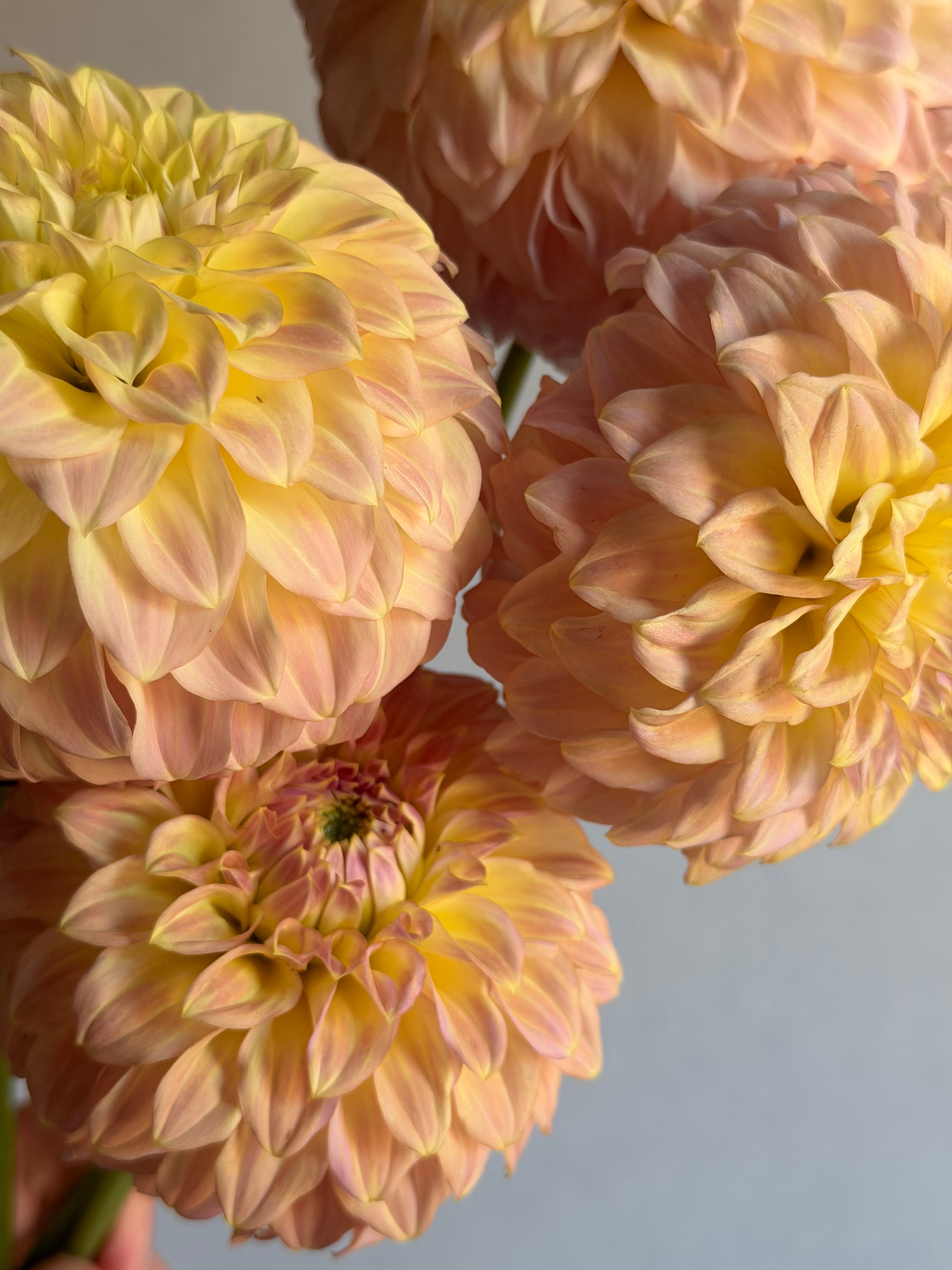 Dahlia Coorabell Astrid - FluffyFlower