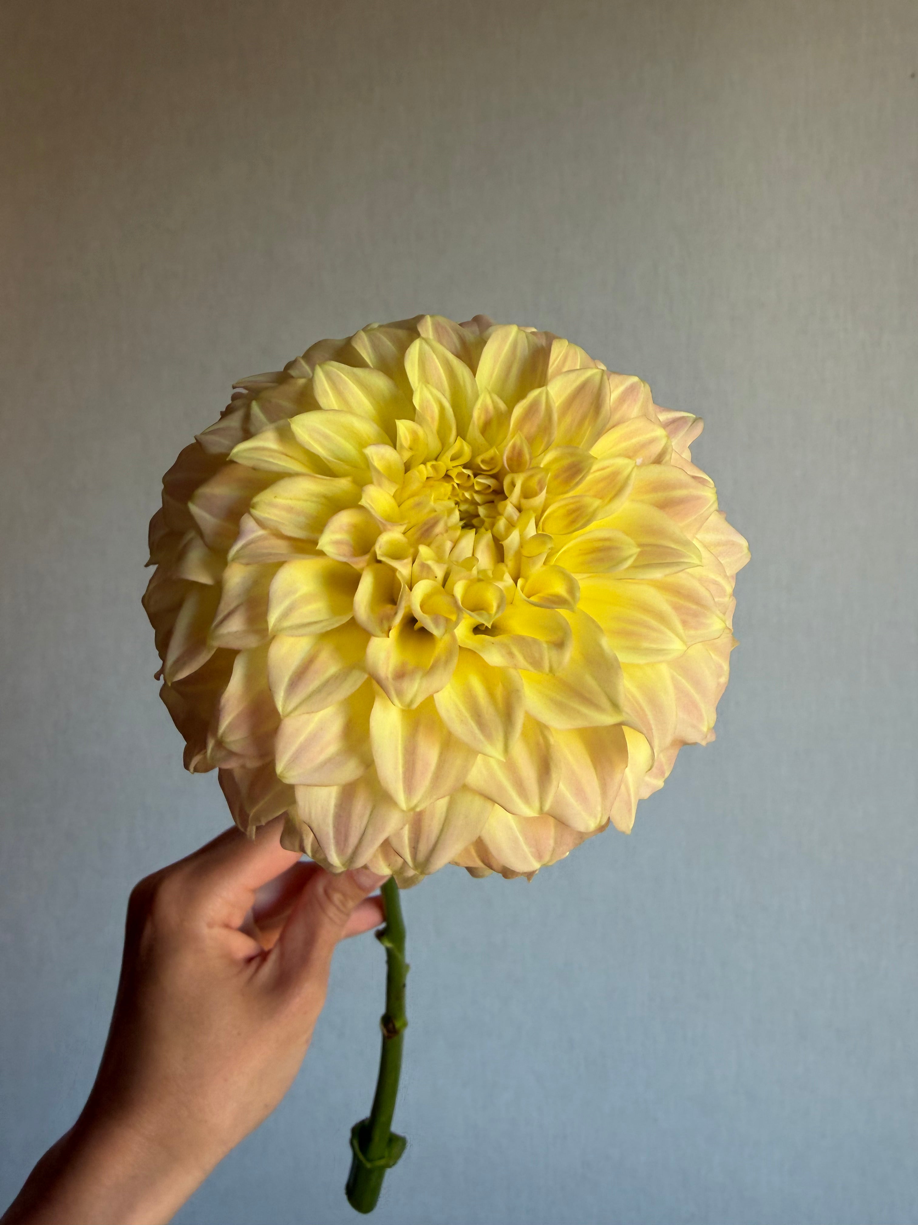 Dahlia Coorabell Astrid - FluffyFlower