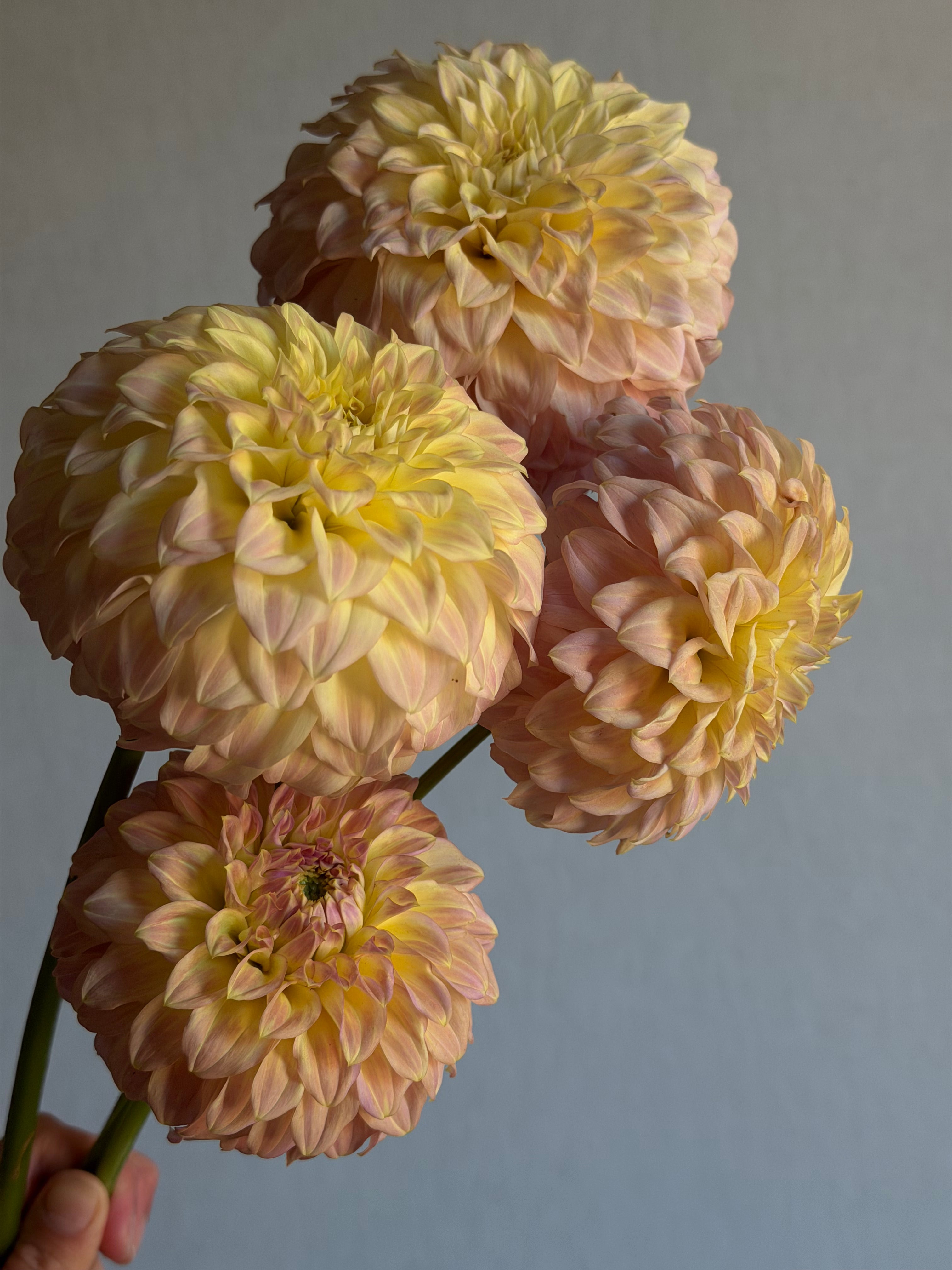 Dahlia Coorabell Astrid - FluffyFlower