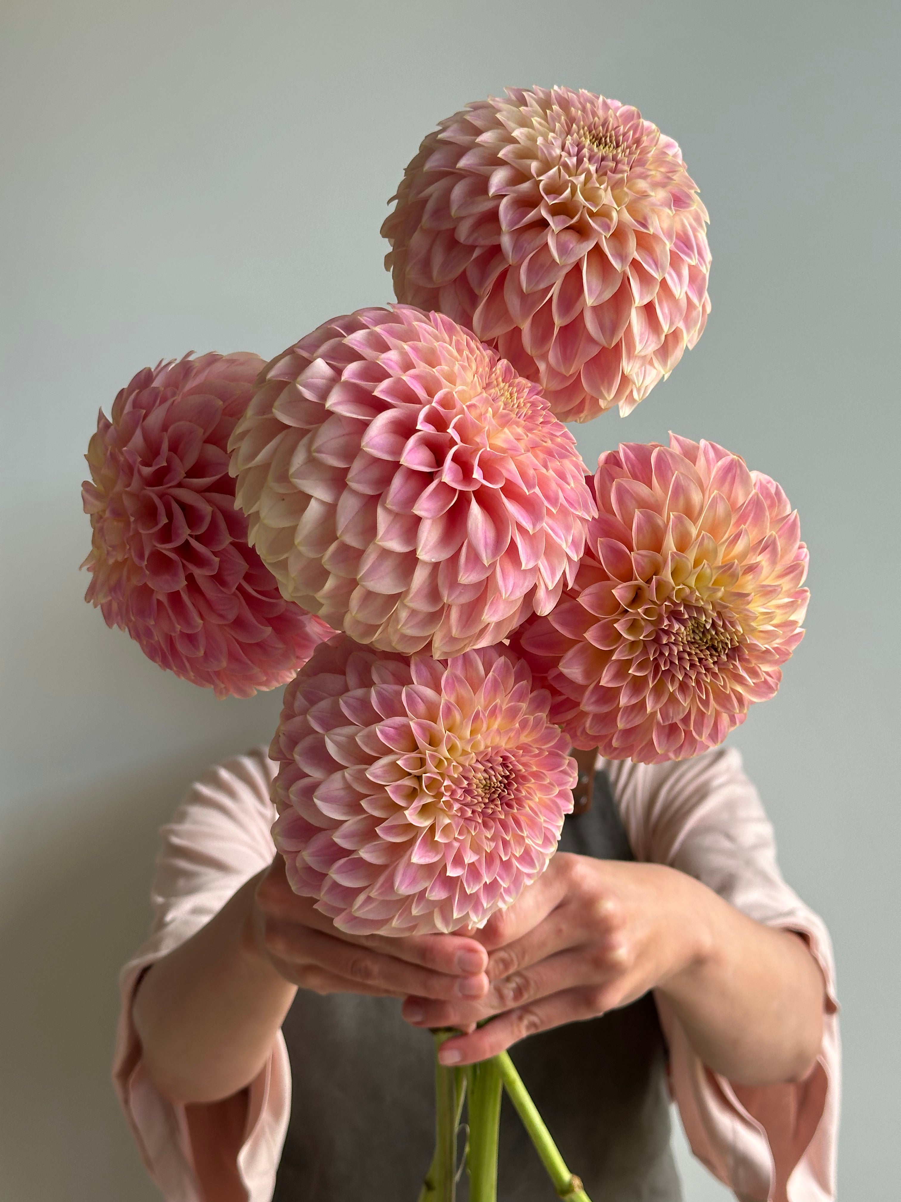 Dahlia Coorabell Moonglow-FluffyFlower