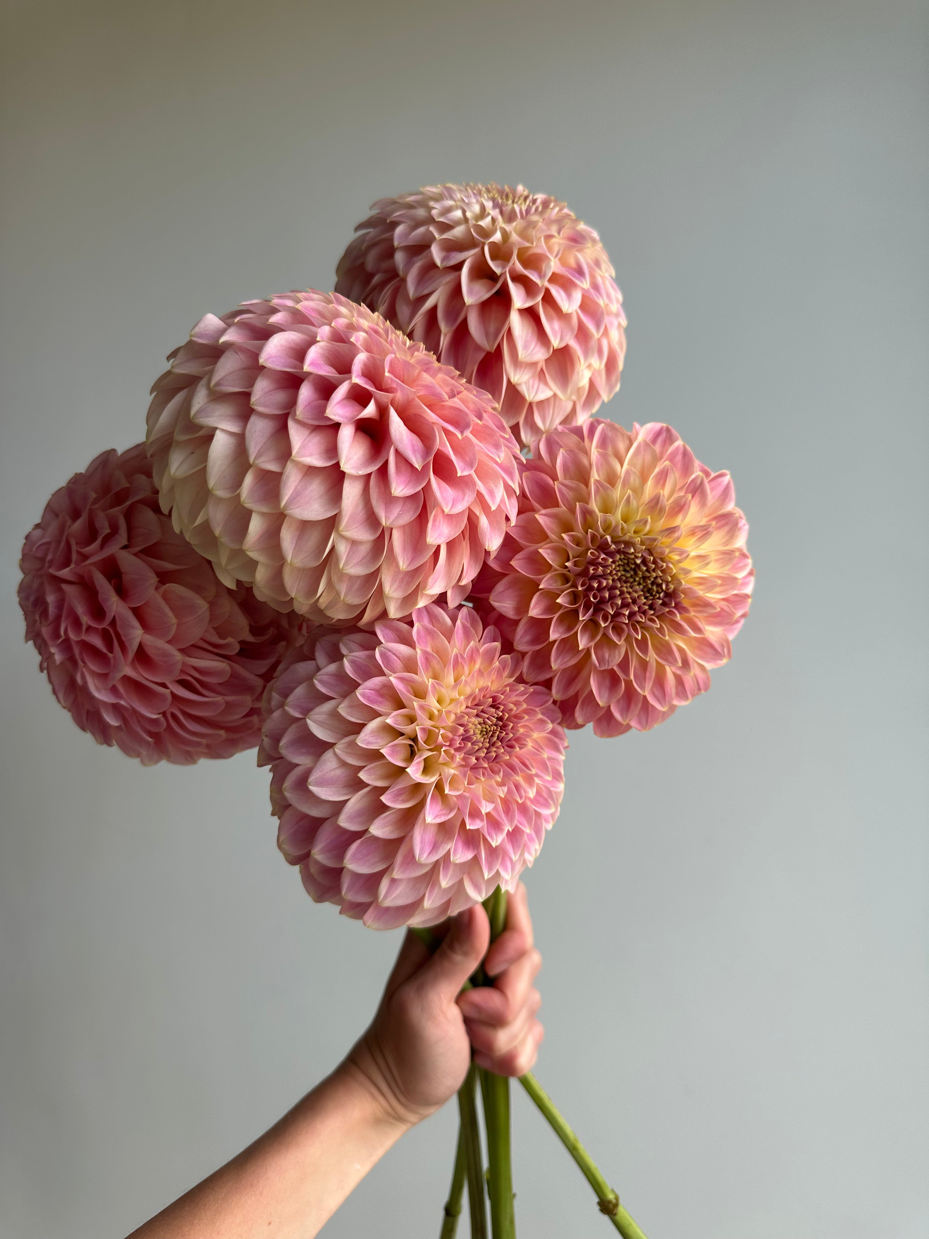 Dahlia Coorabell Moonglow-FluffyFlower