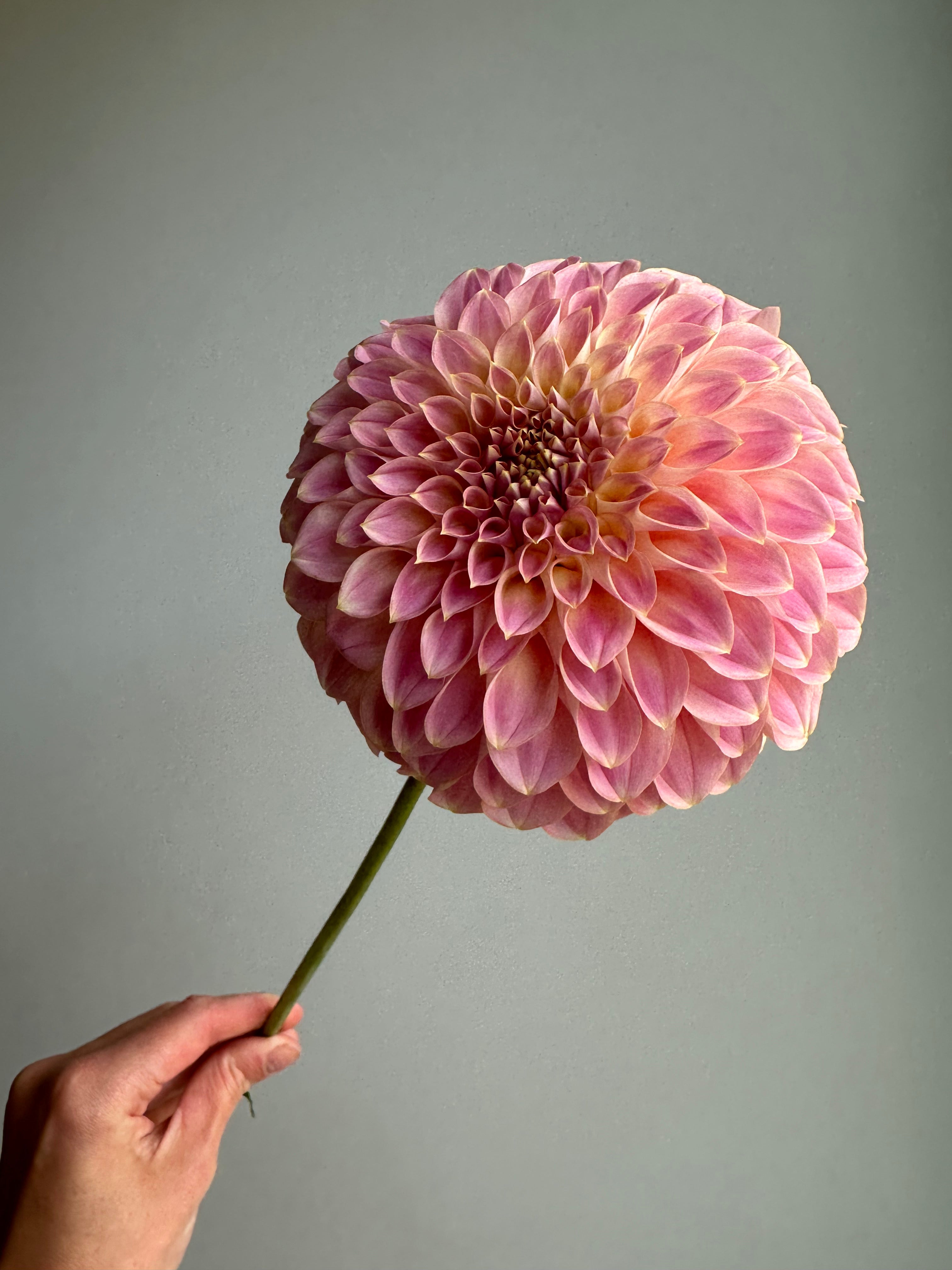Dahlia Coorabell Moonglow-FluffyFlower