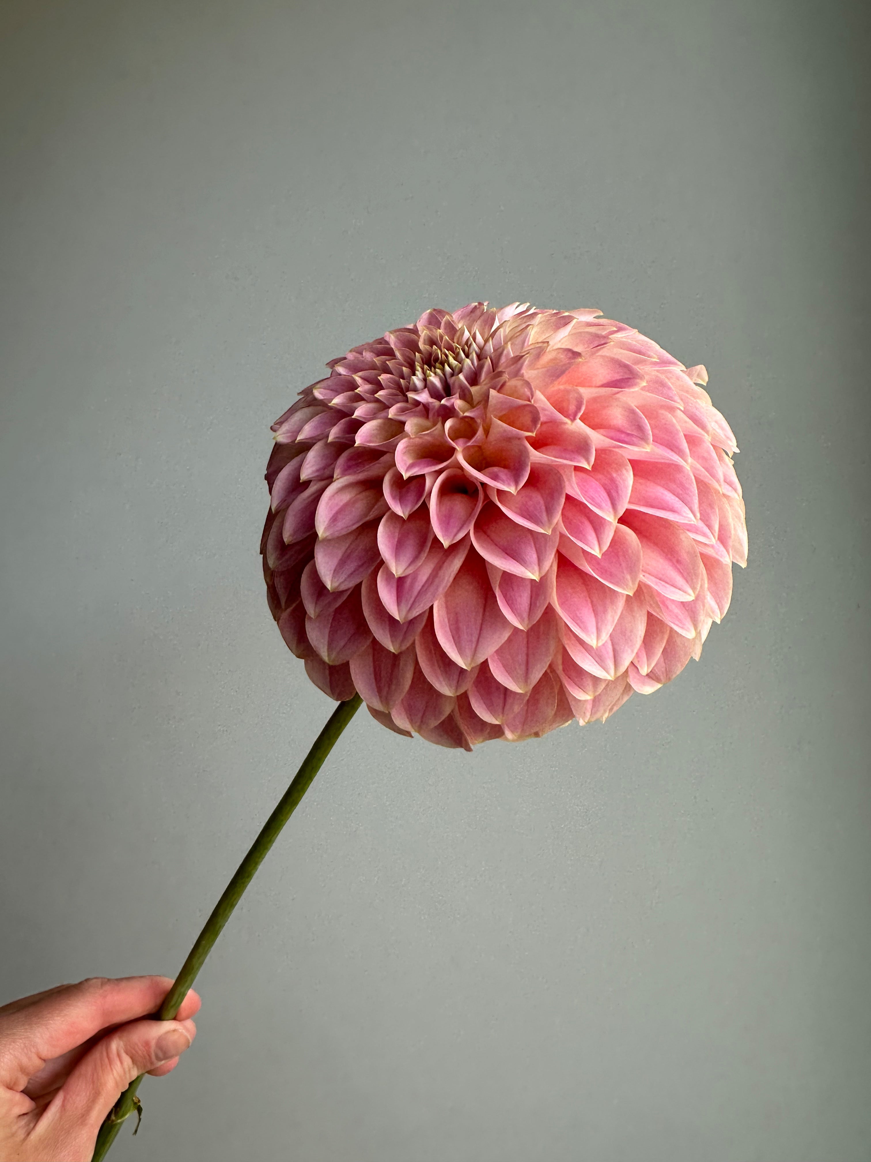 Dahlia Coorabell Moonglow-FluffyFlower