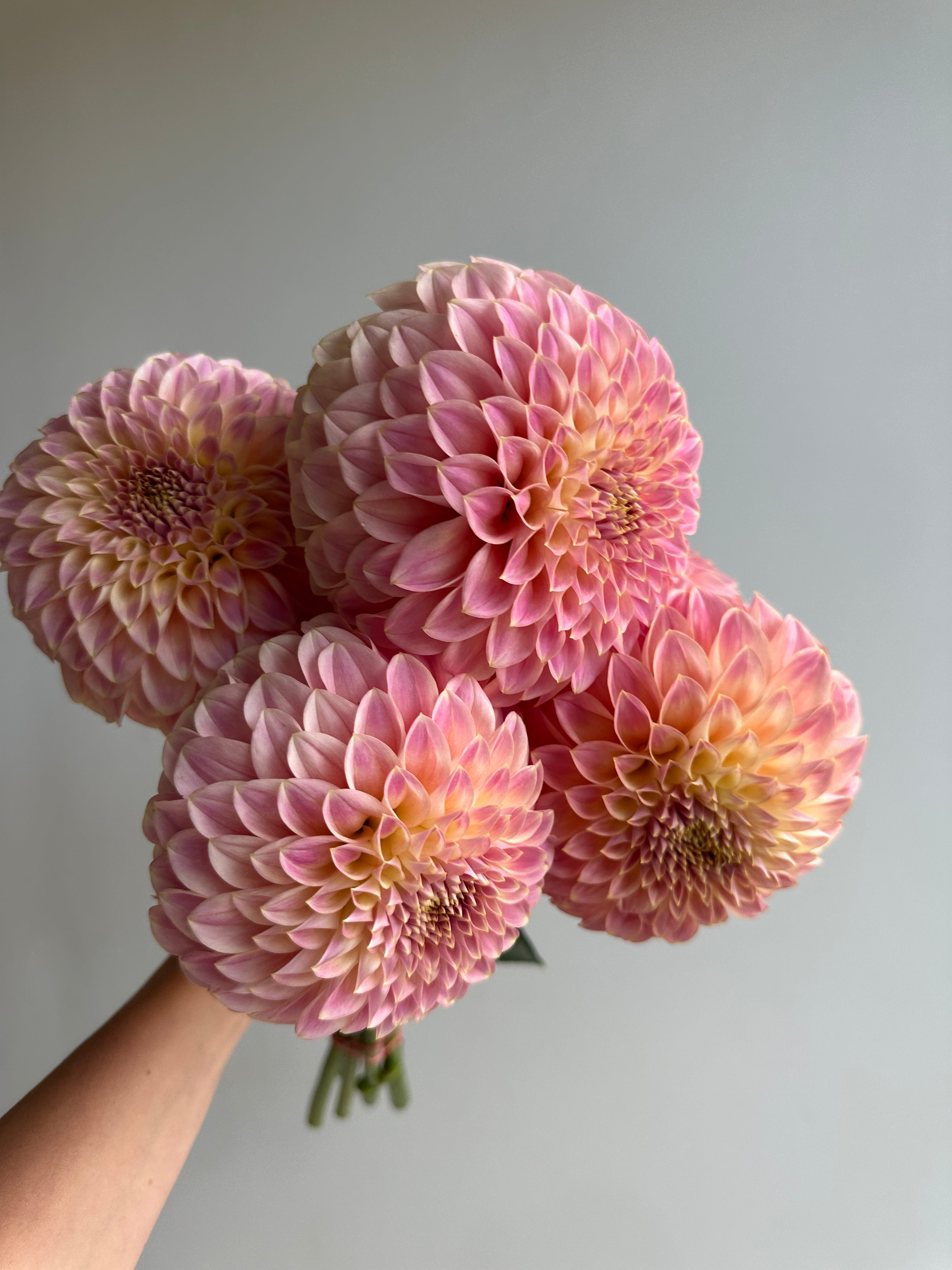 Dahlia Coorabell Moonglow-FluffyFlower