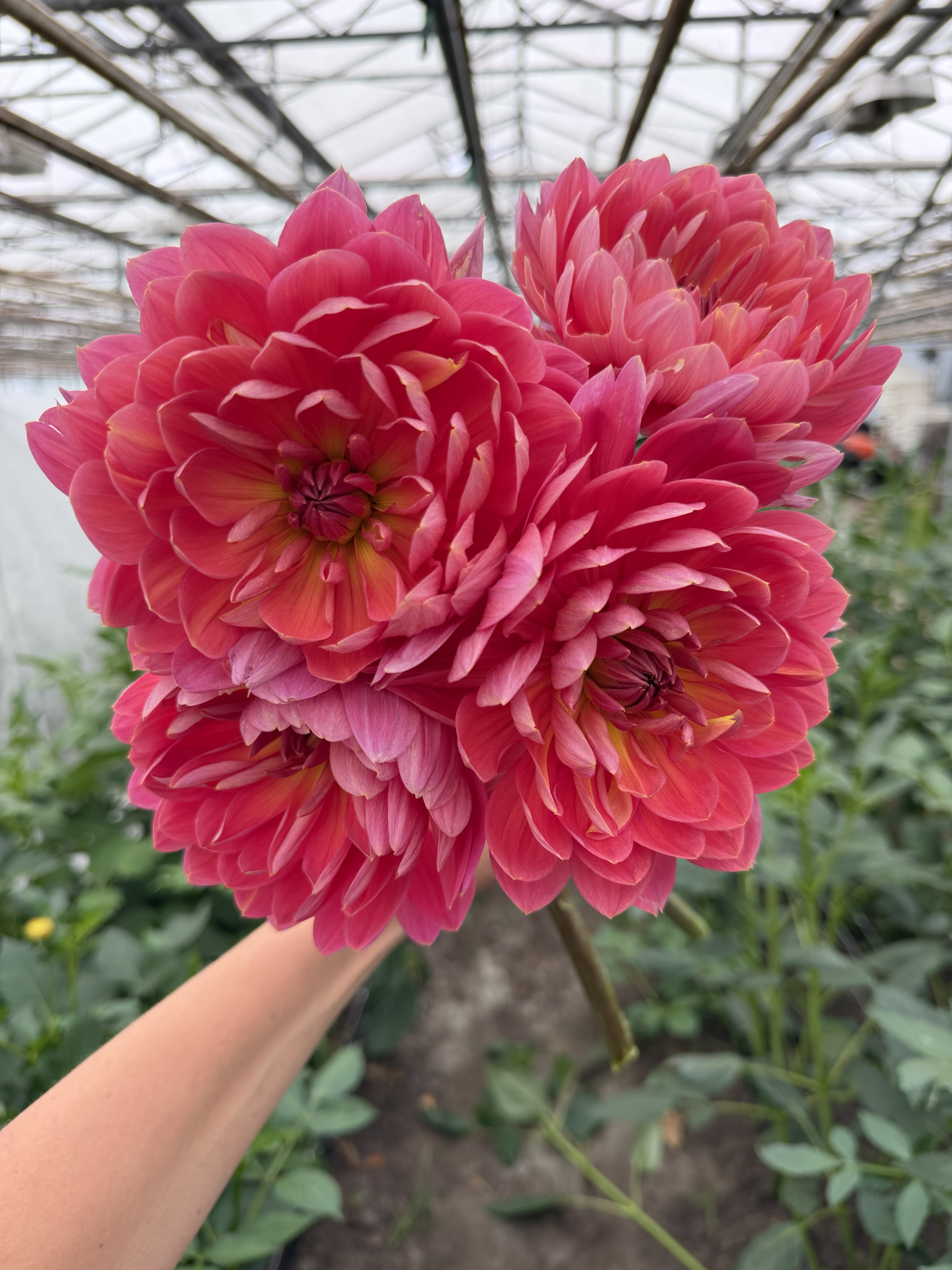 Dahlia Hollyhill Daydream-FluffyFlower