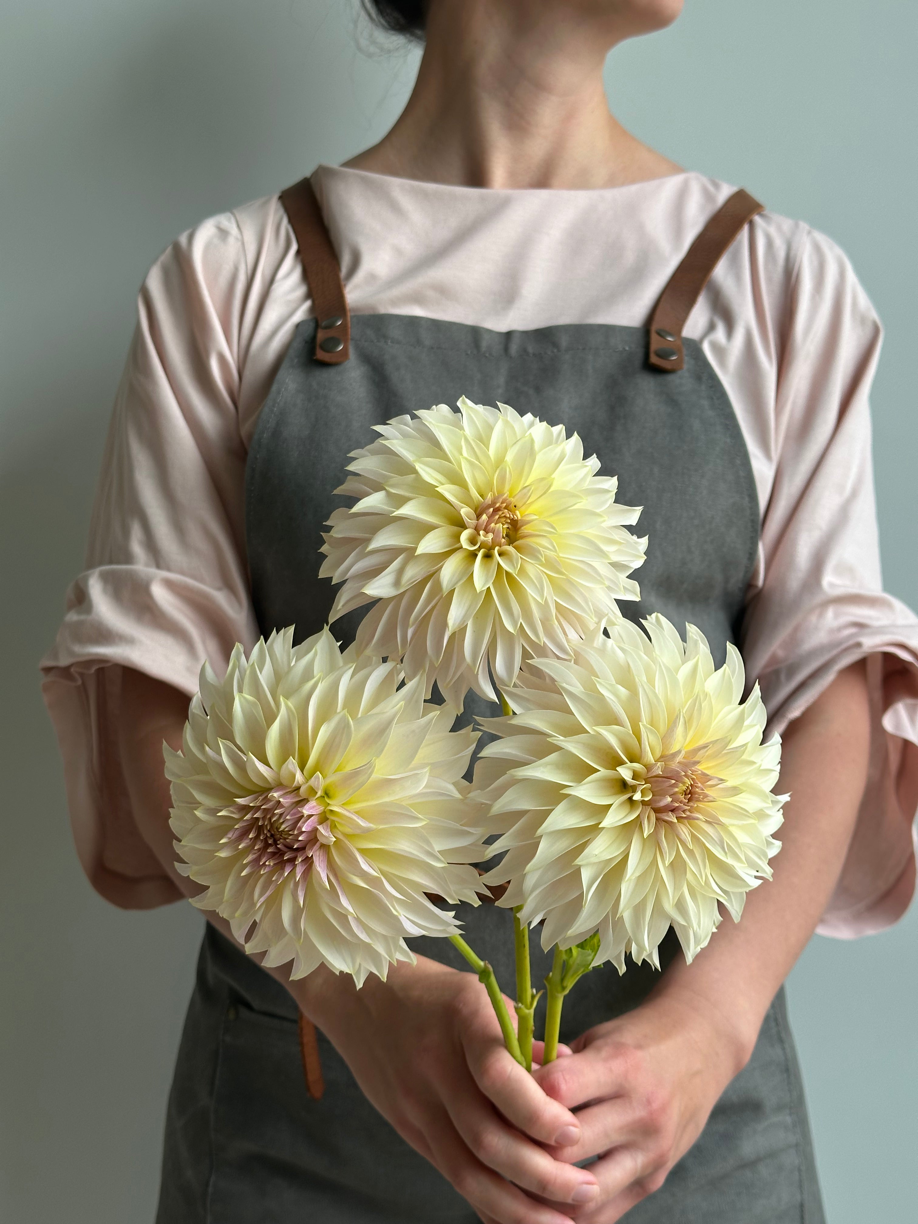 Dahlia KA's Champagne-FluffyFlower