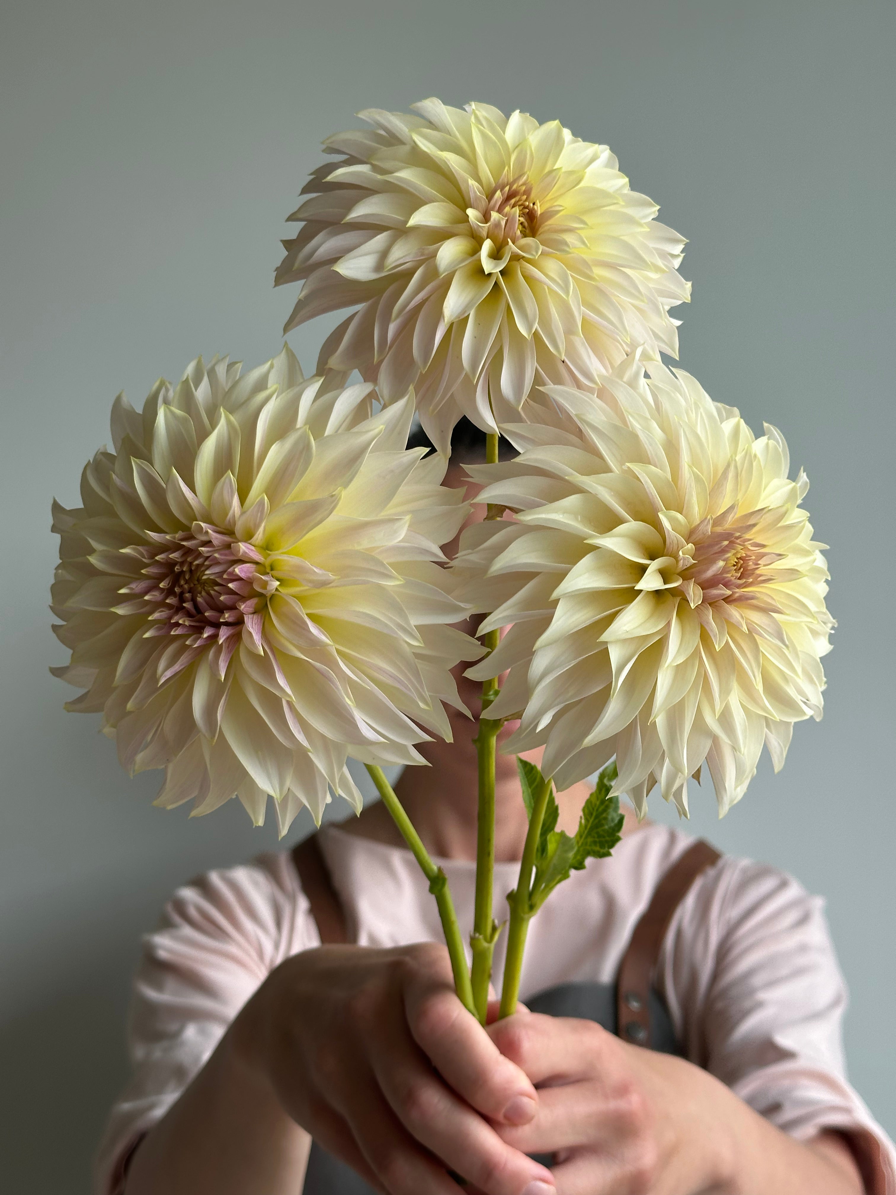 Dahlia KA's Champagne-FluffyFlower