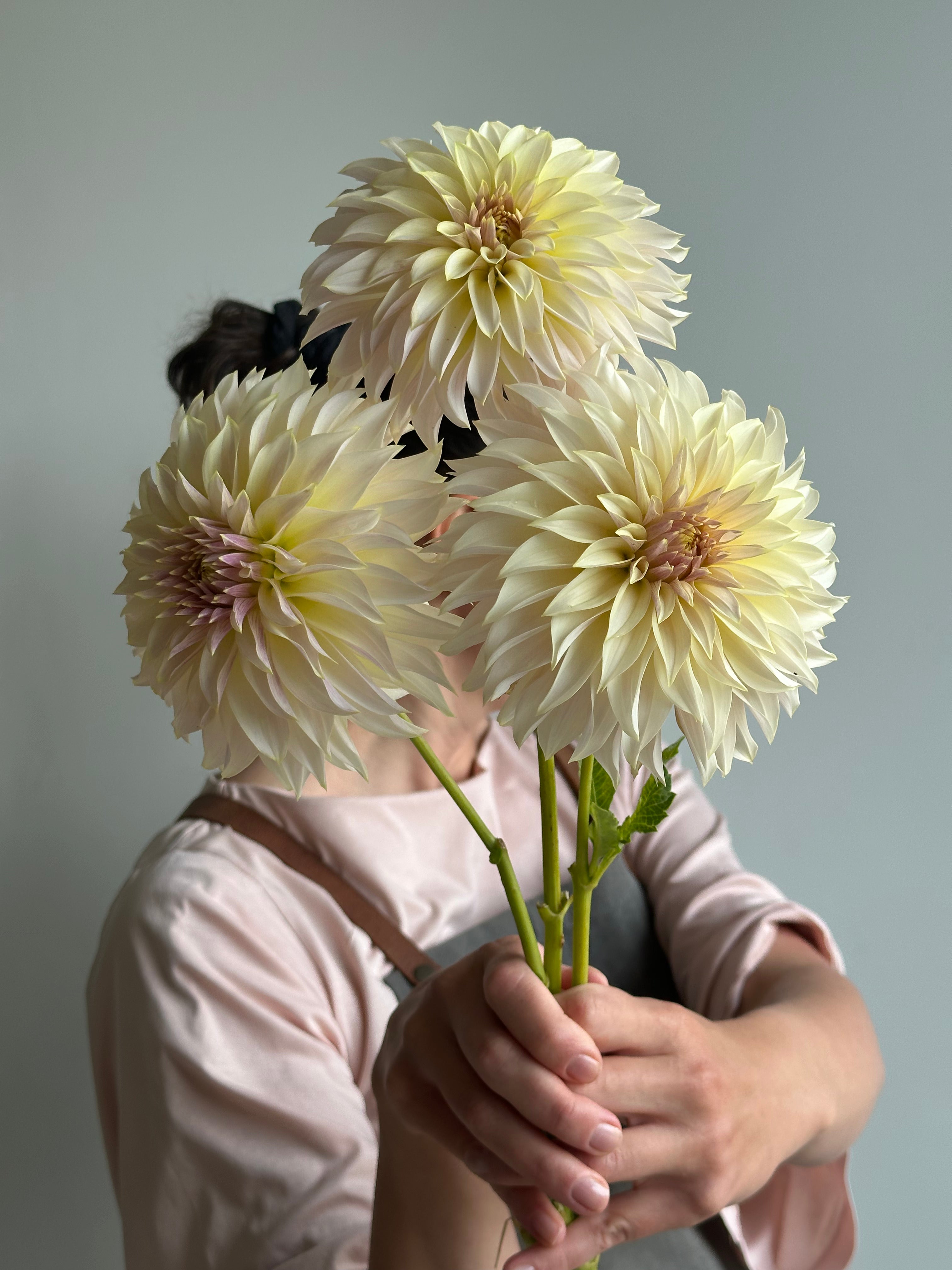Dahlia KA's Champagne-FluffyFlower