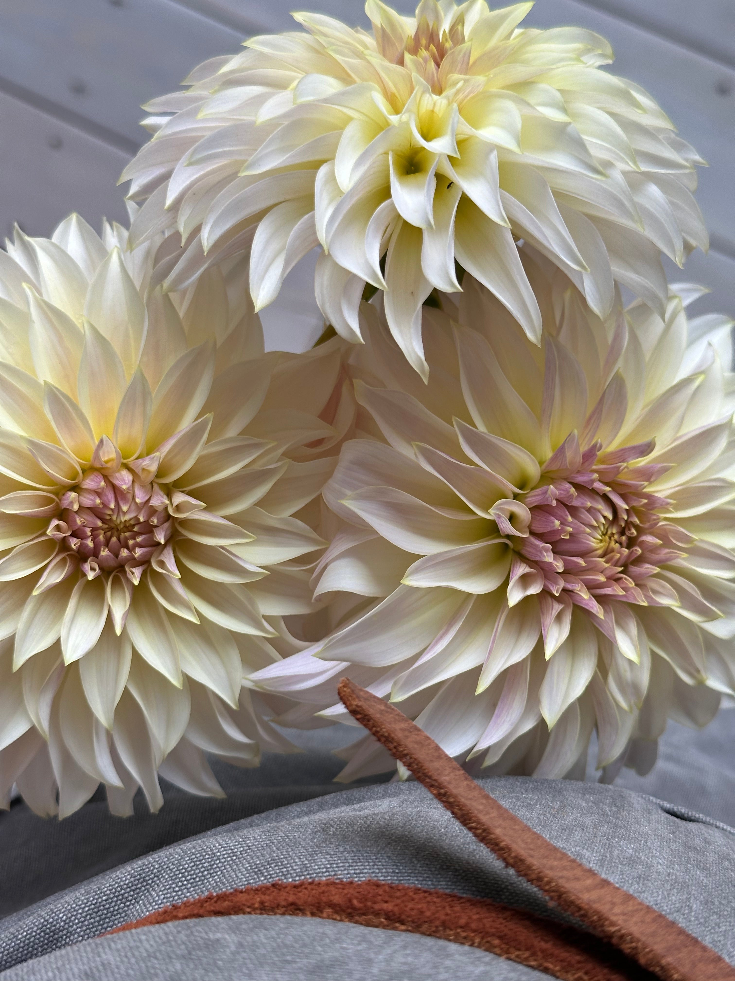 Dahlia KA's Champagne-FluffyFlower