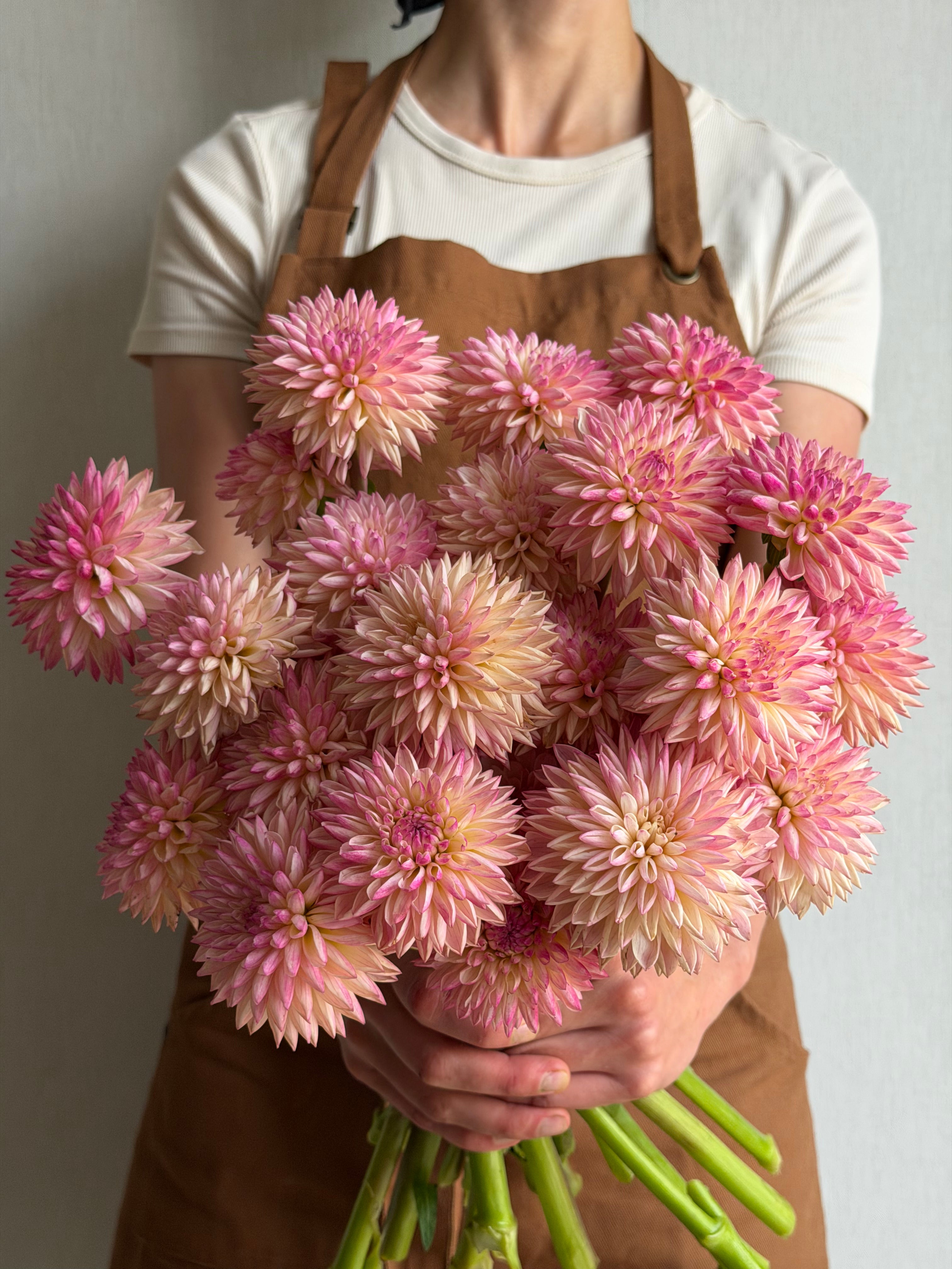 Dahlia-Valley-Porcupine-FluffyFlower