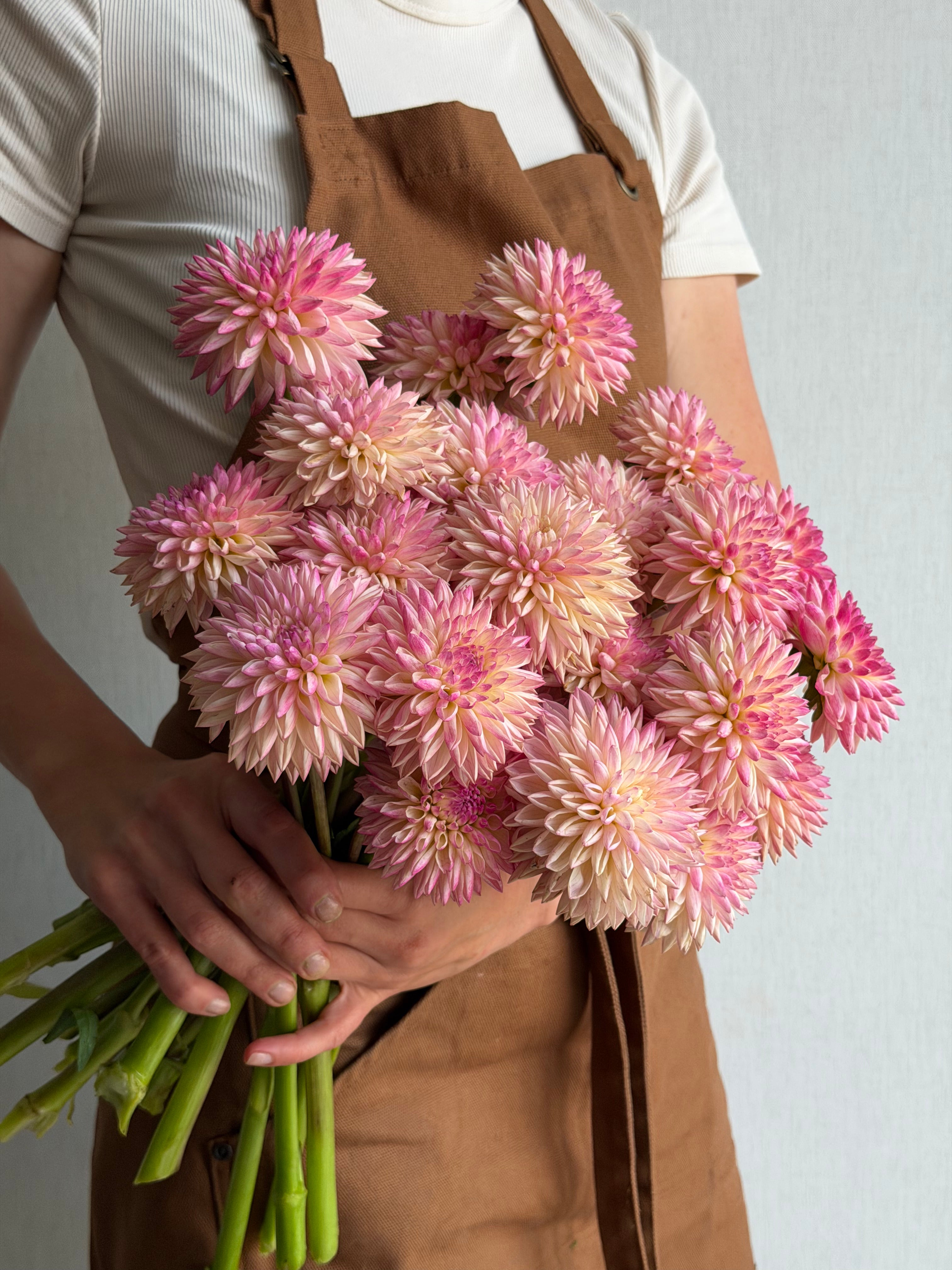 Dahlia-Valley-Porcupine-FluffyFlower