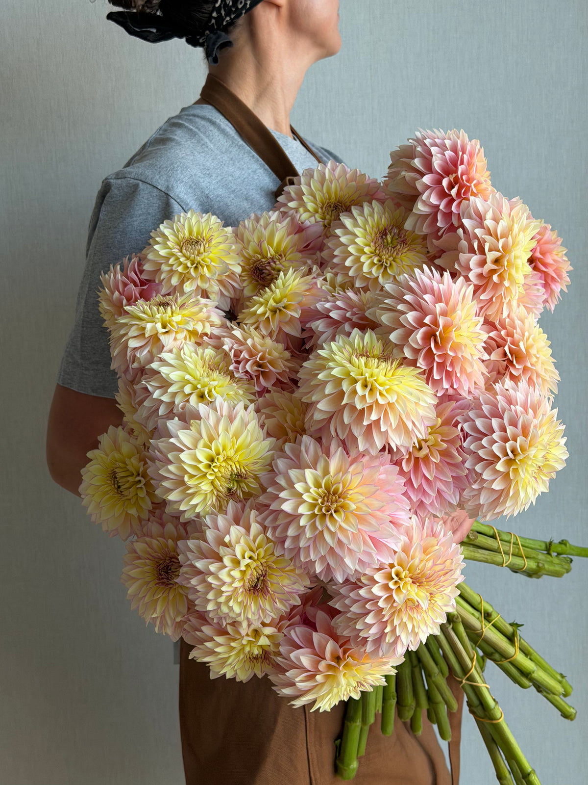 Dahlia Bloomquist Blush - FluffyFlower