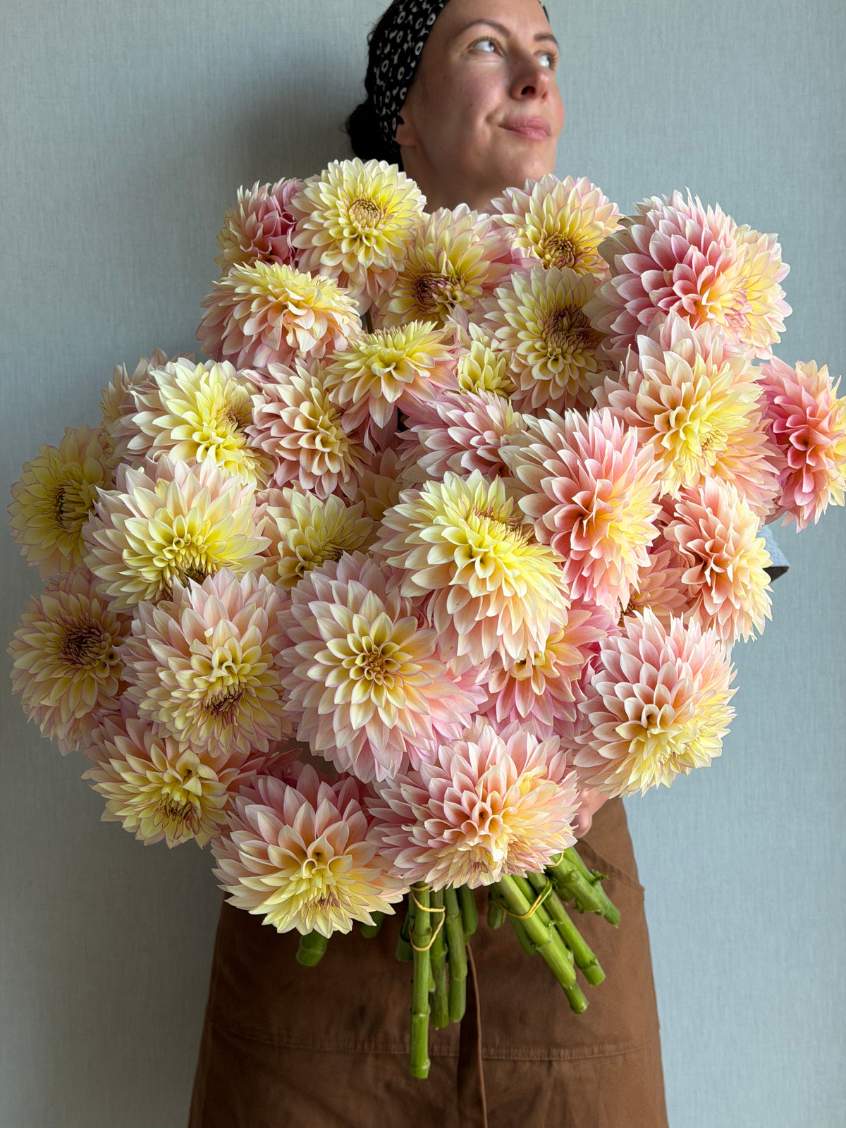 Dahlia Bloomquist Blush - FluffyFlower