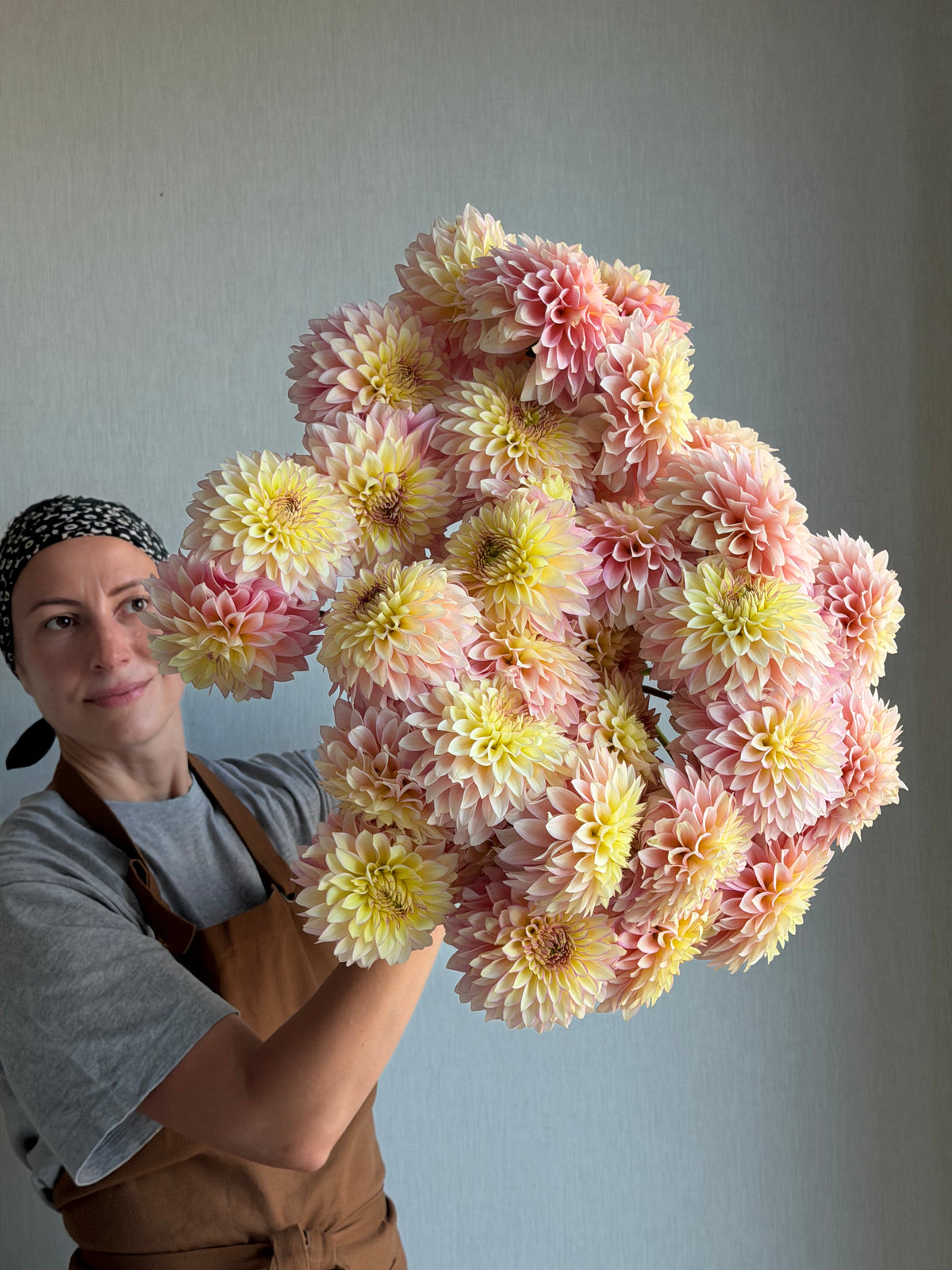 Dahlia Bloomquist Blush - FluffyFlower