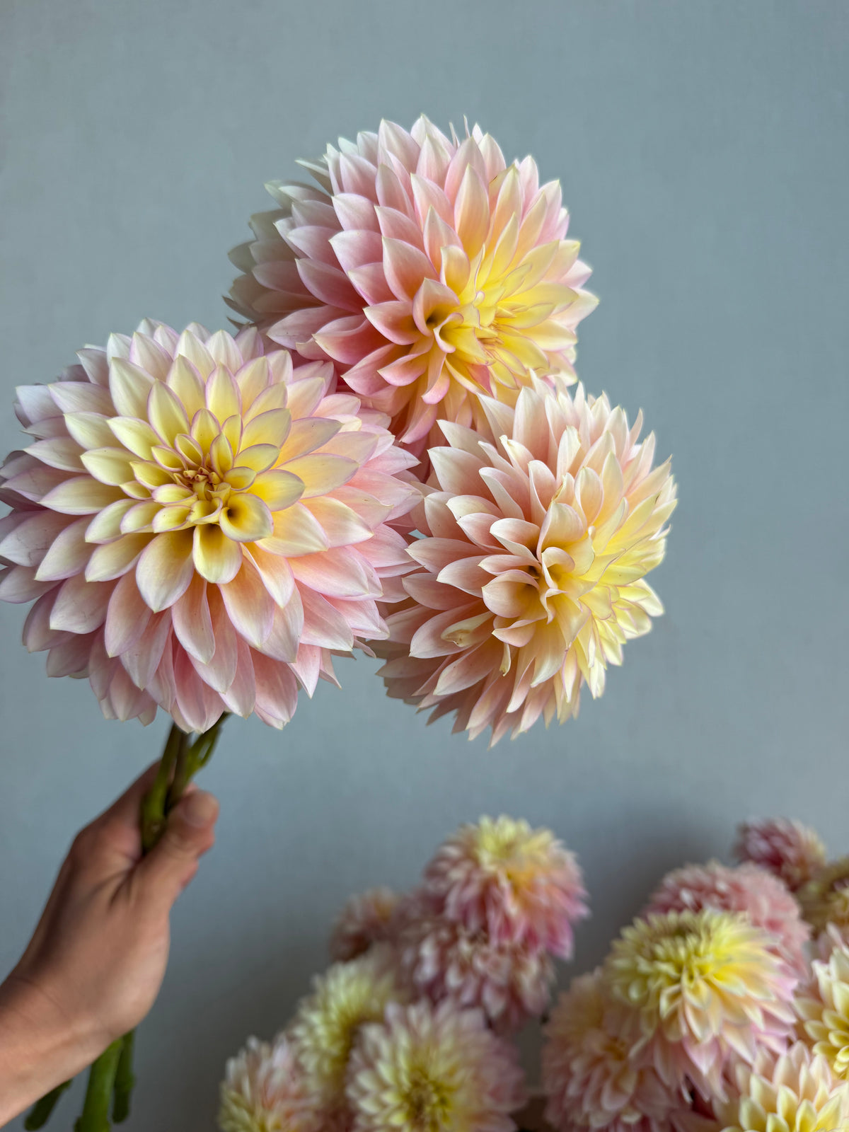 Dahlia Bloomquist Blush - FluffyFlower