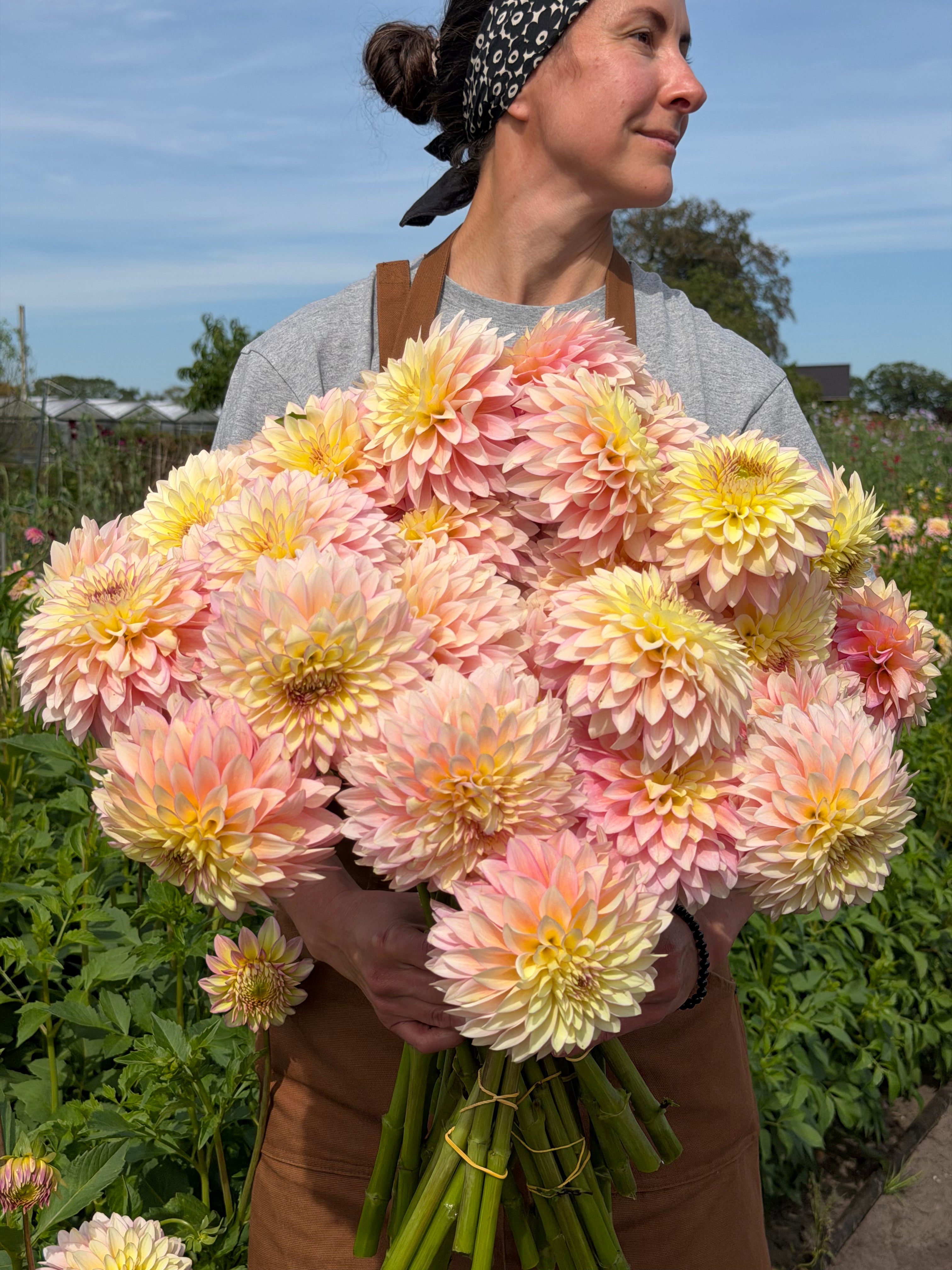 Dahlia Bloomquist Blush - FluffyFlower